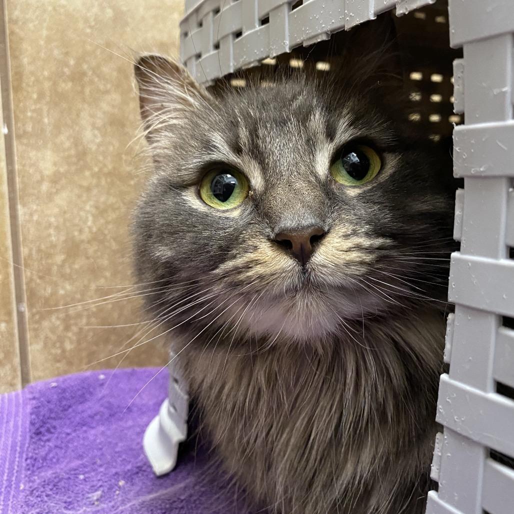 Enlarge Thalia, a Adoptable Domestic Long Hair in Spokane, WA image 6/6