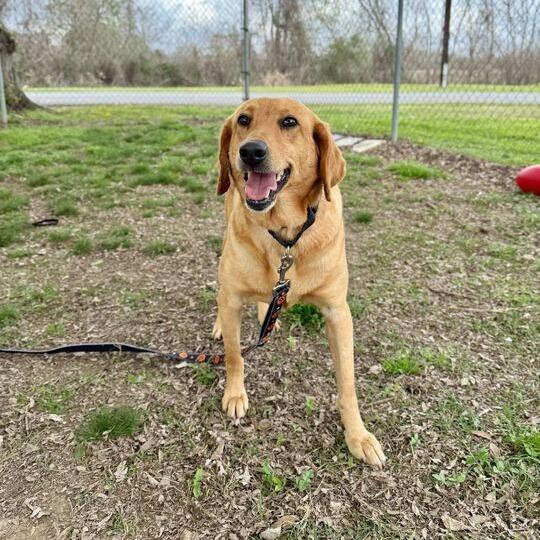 Enlarge Goldie Rocks, a Adoptable mixed breed in Carencro, LA image 1/6