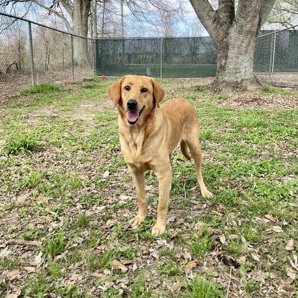 Enlarge Goldie Rocks, a Adoptable mixed breed in Carencro, LA image 2/6