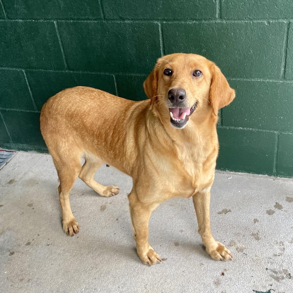Enlarge Goldie Rocks, a Adoptable mixed breed in Carencro, LA image 3/6