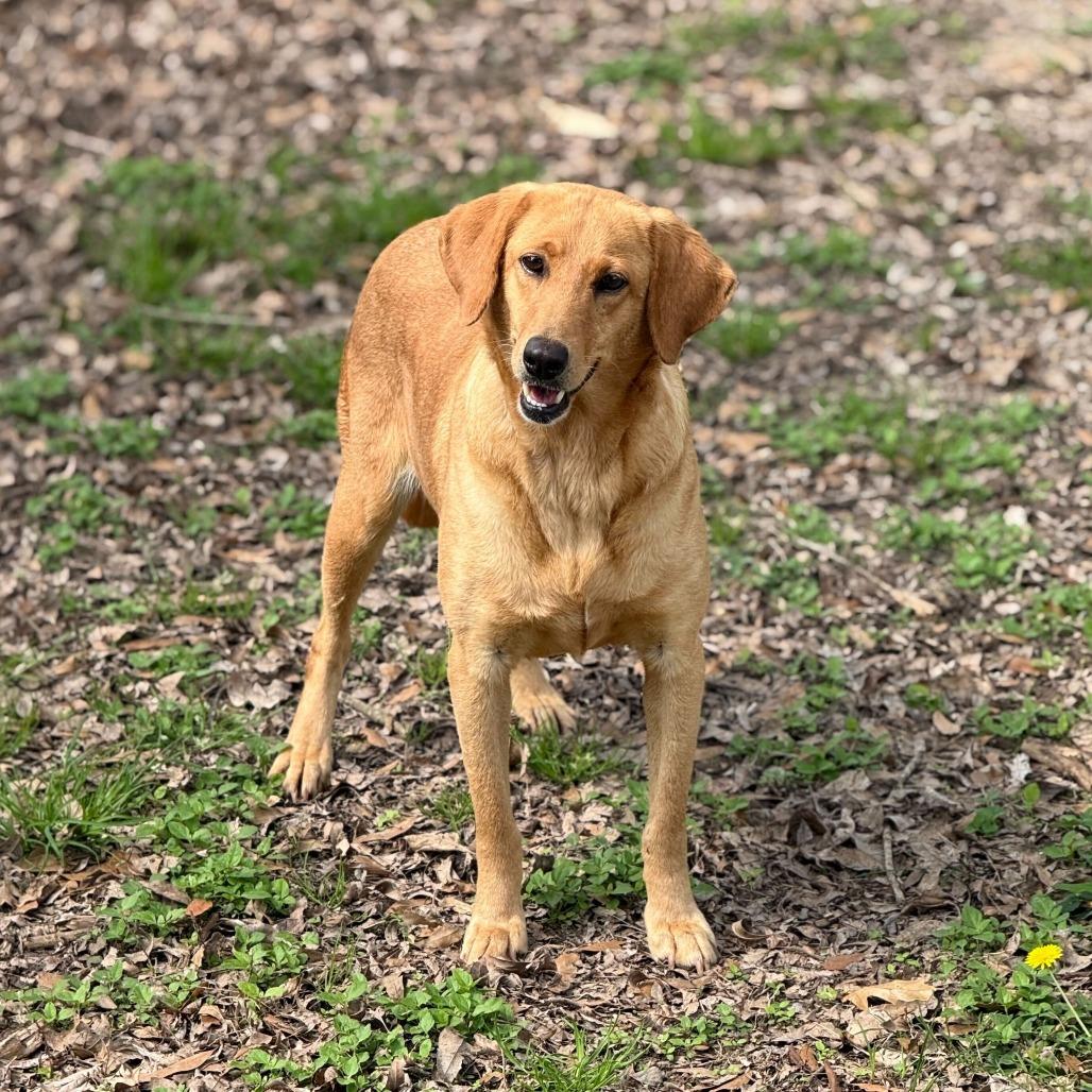 Enlarge Goldie Rocks, a Adoptable mixed breed in Carencro, LA image 4/6