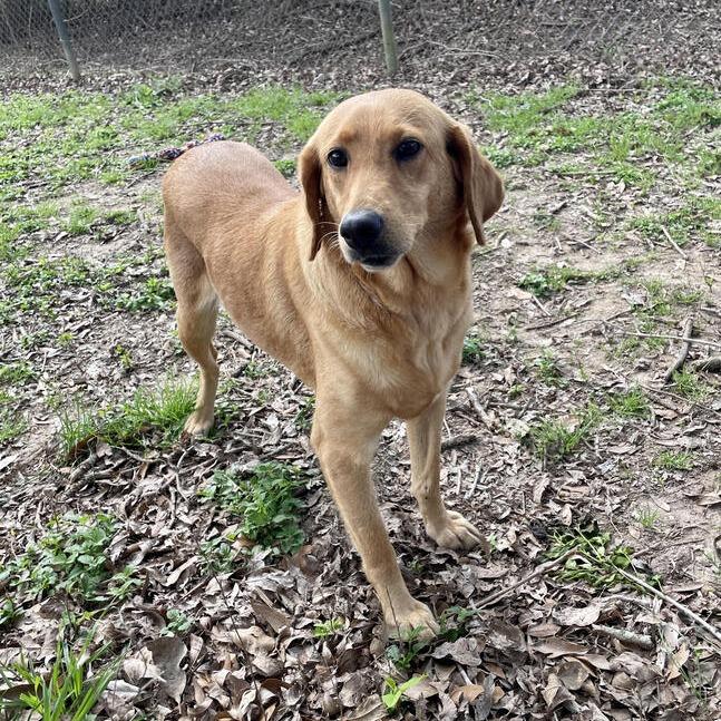 Enlarge Goldie Rocks, a Adoptable mixed breed in Carencro, LA image 5/6