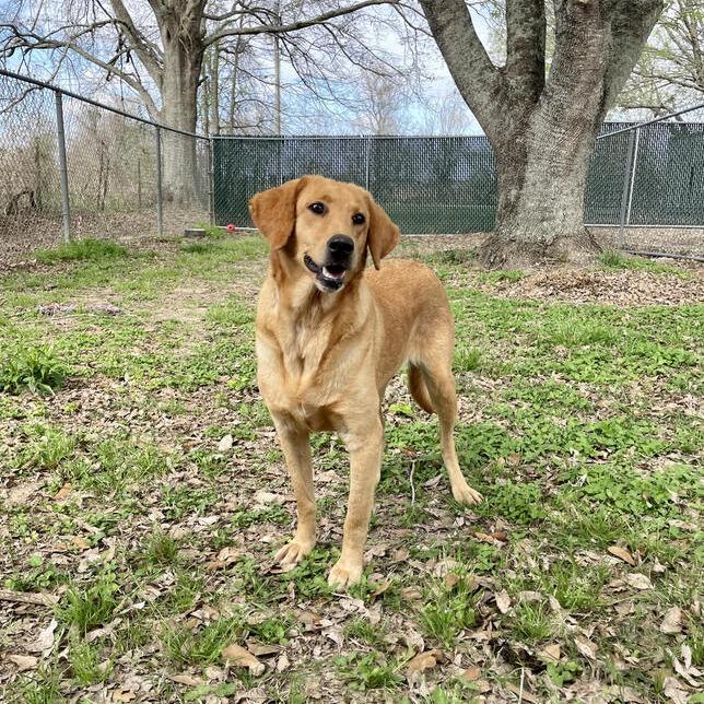 Enlarge Goldie Rocks, a Adoptable mixed breed in Carencro, LA image 6/6