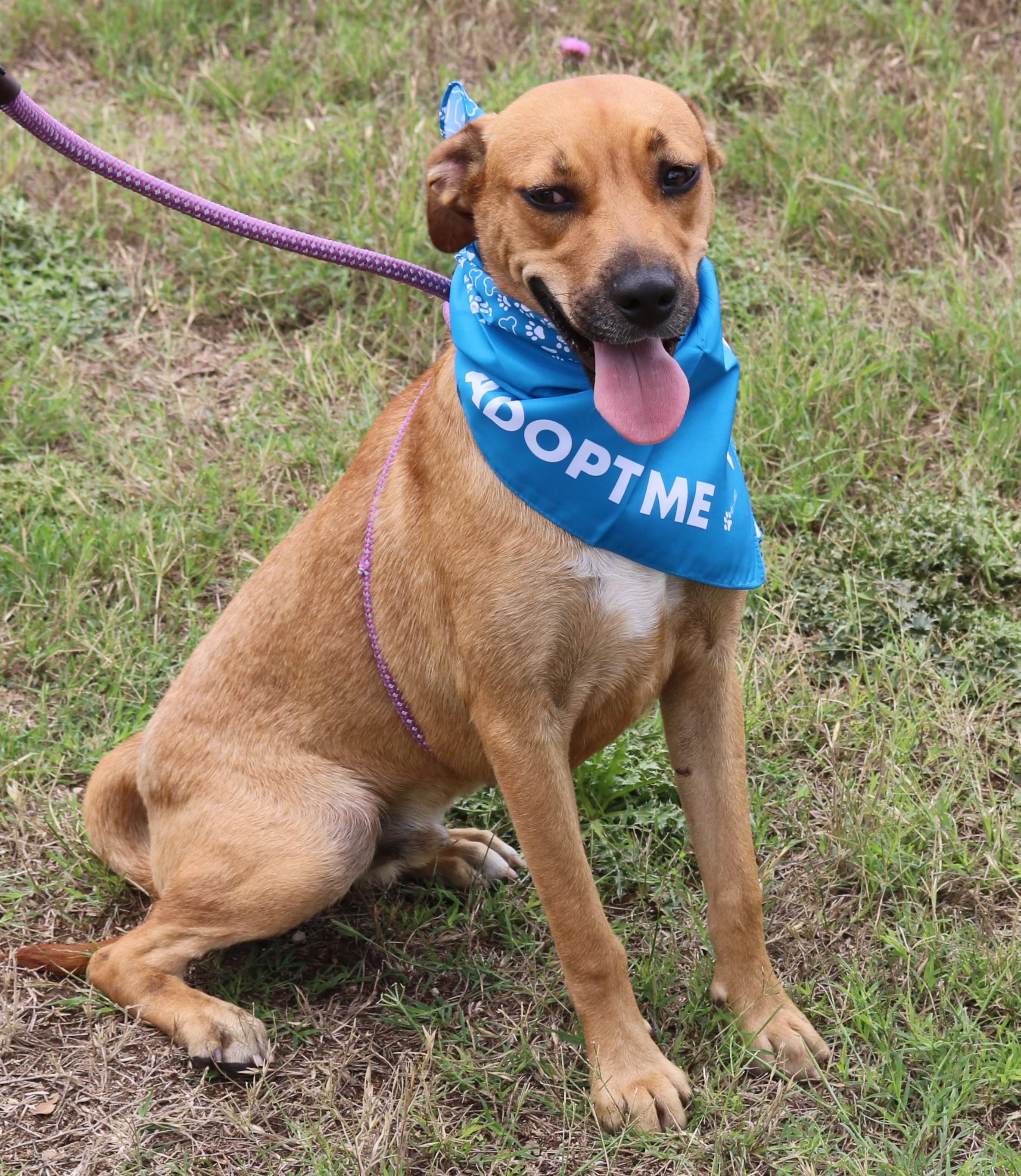 Orion, Adoptable, Young Male Labrador Retriever & Black Mouth Cur.