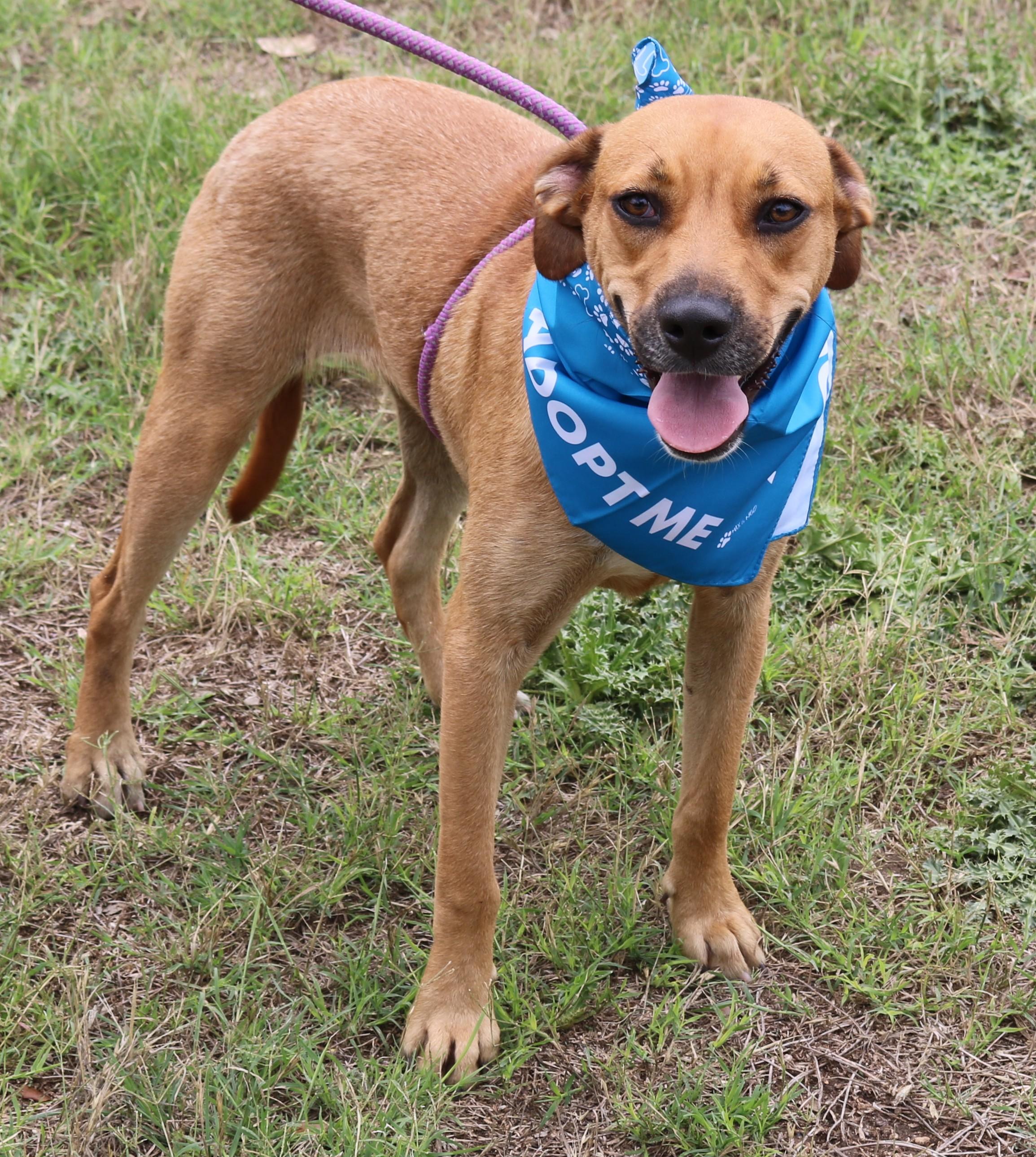 Enlarge Orion, a Adoptable mixed breed in Bandera, TX image 3/6