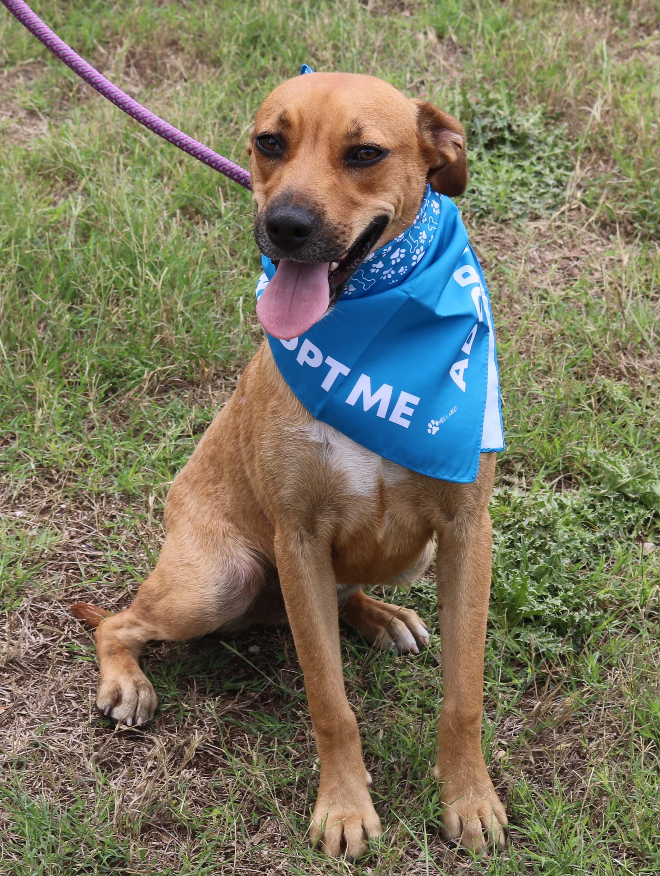 Enlarge Orion, a Adoptable mixed breed in Bandera, TX image 6/6