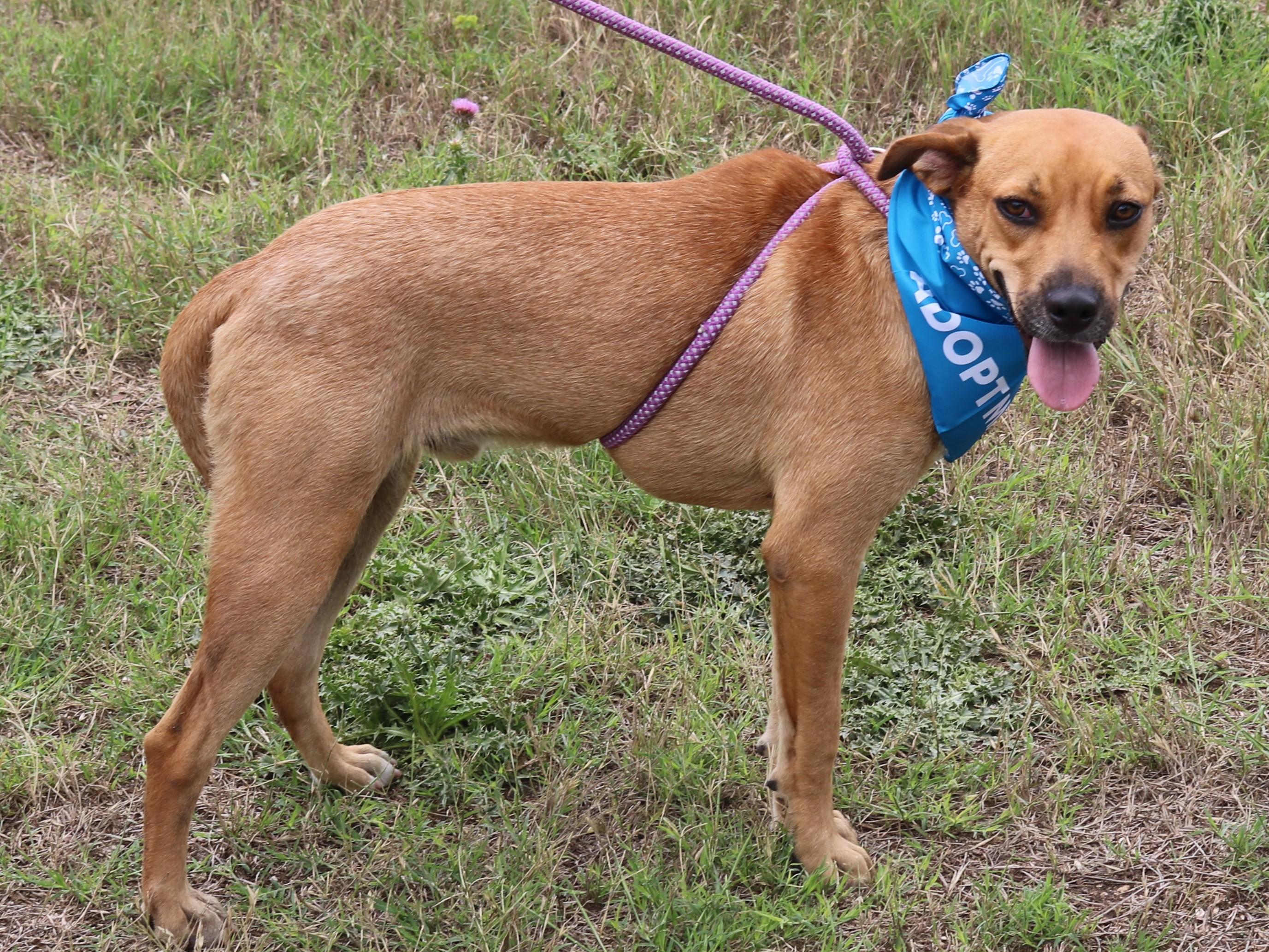 Enlarge Orion, a Adoptable mixed breed in Bandera, TX image 5/6