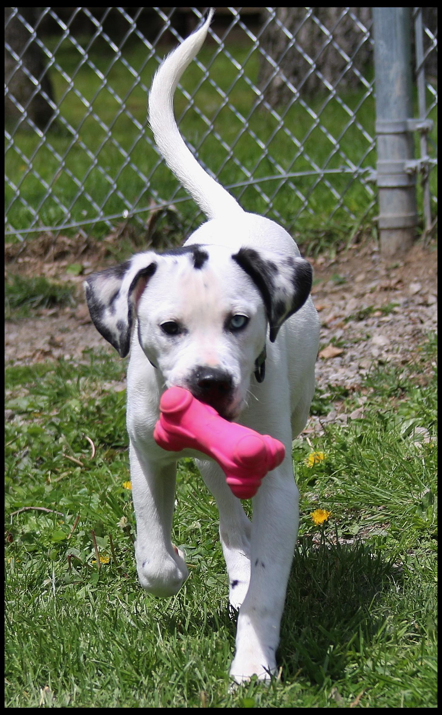 Violet, an adopted mixed breed in Shippenville, PA image 2/6