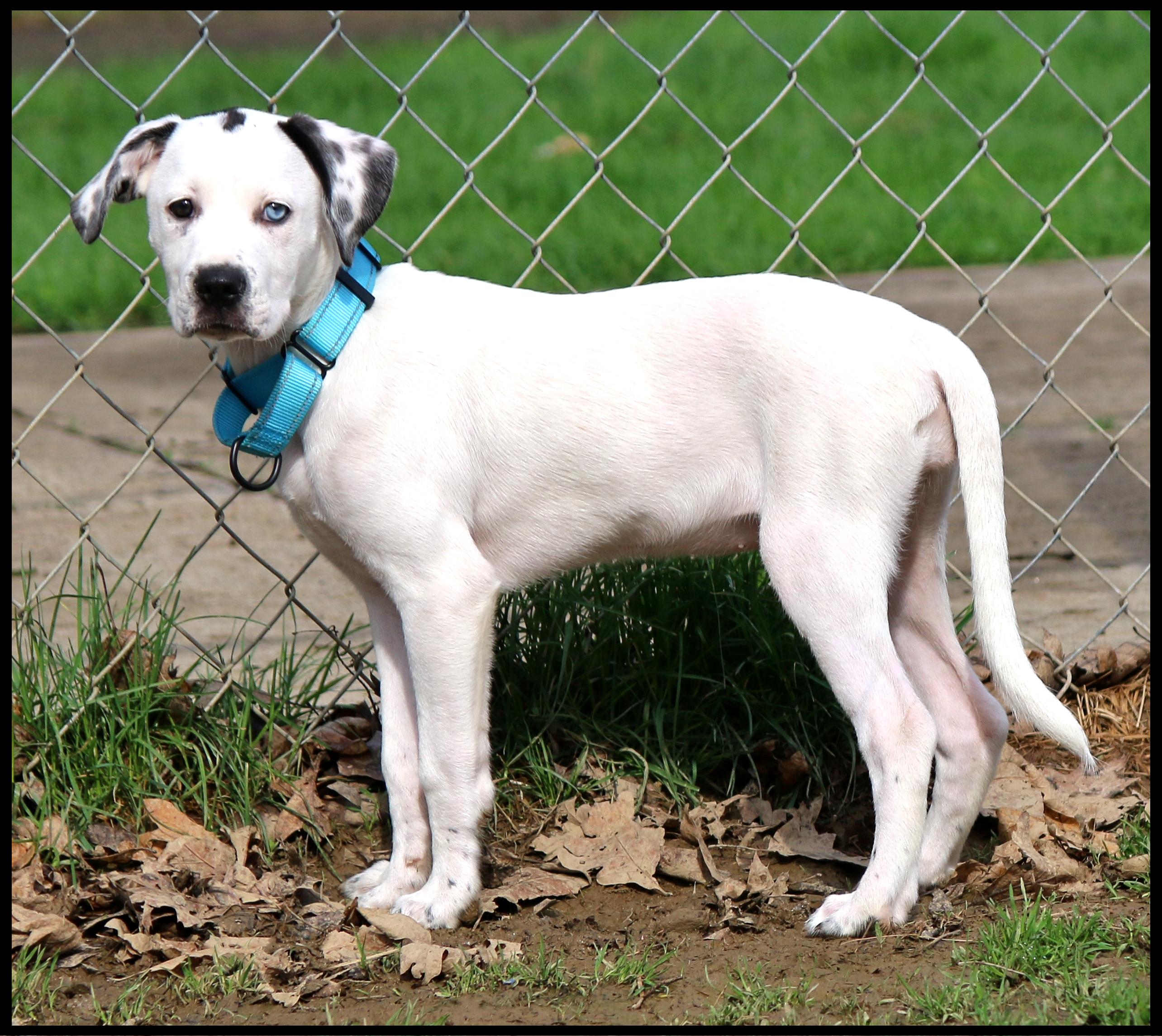 Violet, an adopted mixed breed in Shippenville, PA image 4/6
