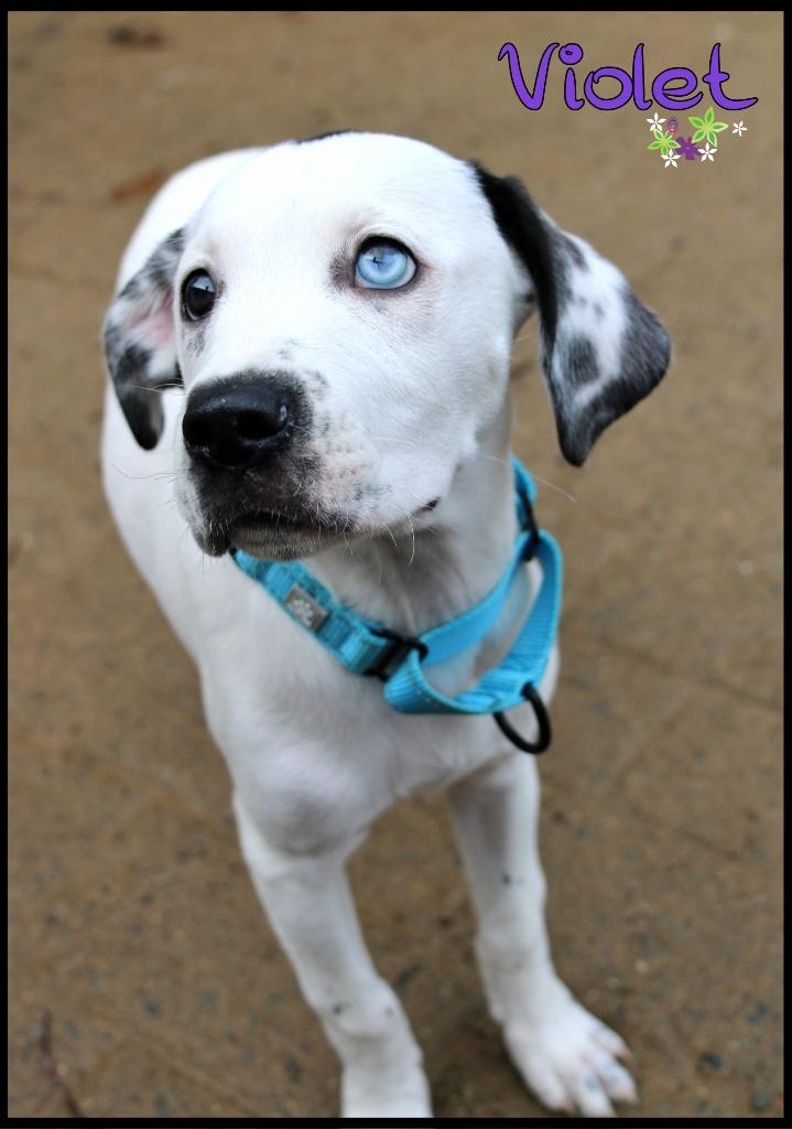 Violet, adopted, Puppy Female Husky.