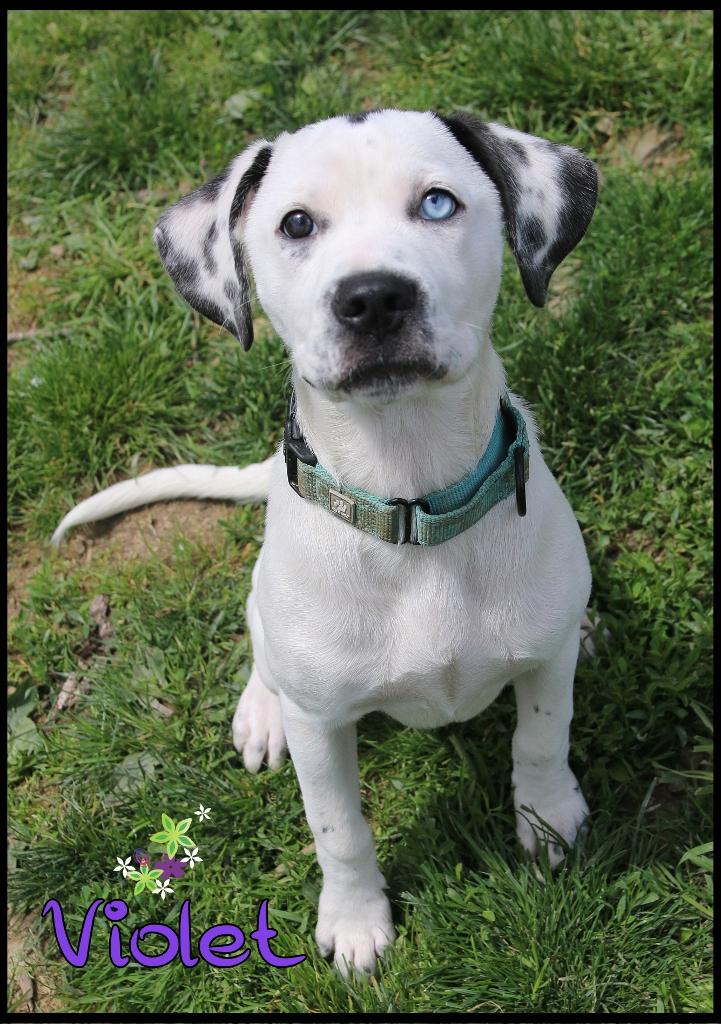 Violet, an adopted mixed breed in Shippenville, PA image 5/6