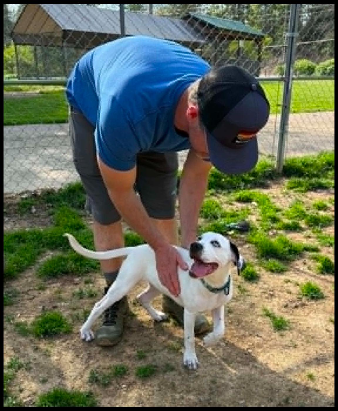 Violet, an adopted mixed breed in Shippenville, PA image 3/6