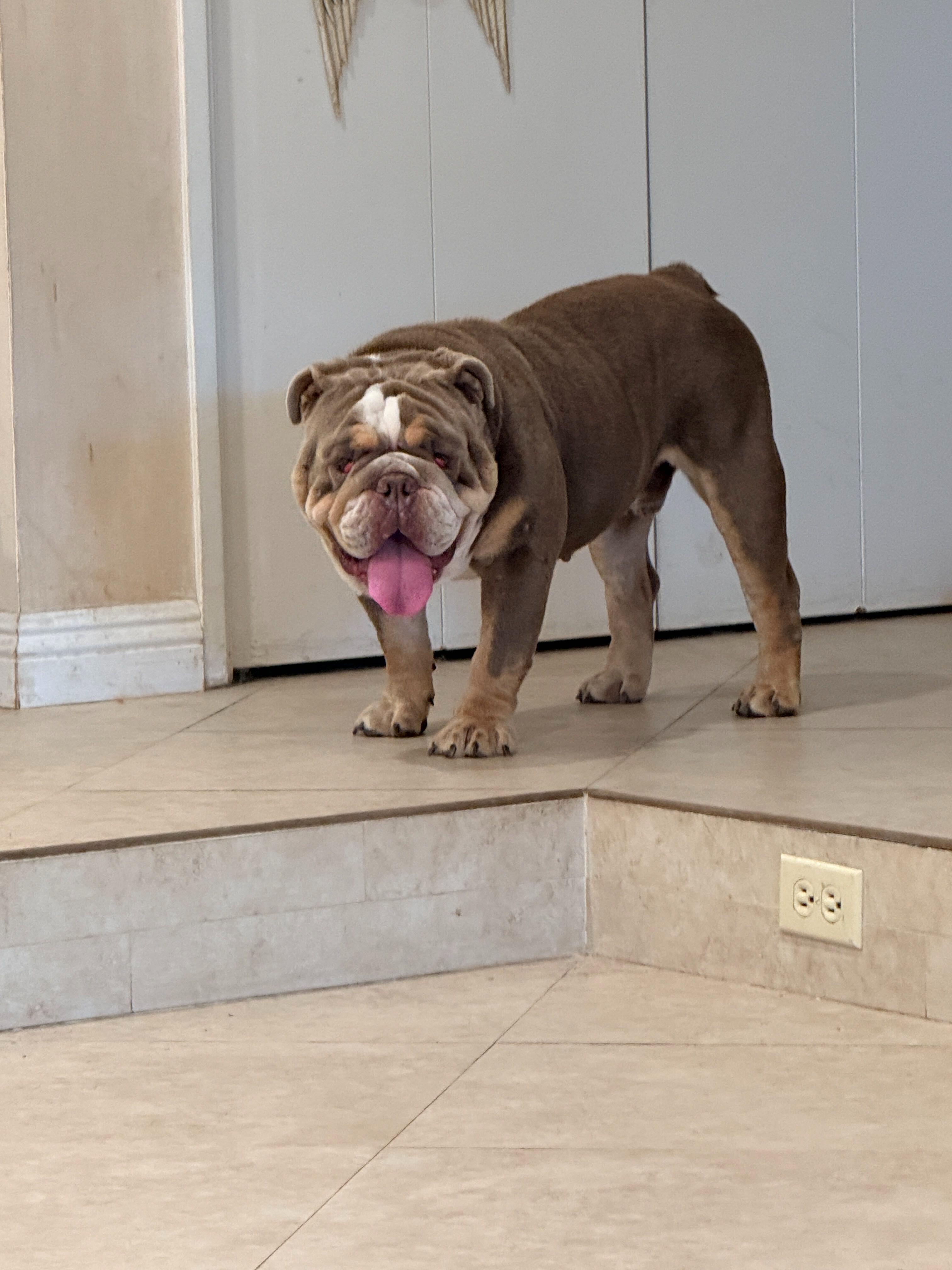 Enlarge Doug, a Adopted English Bulldog in San Rafael, CA image 2/2
