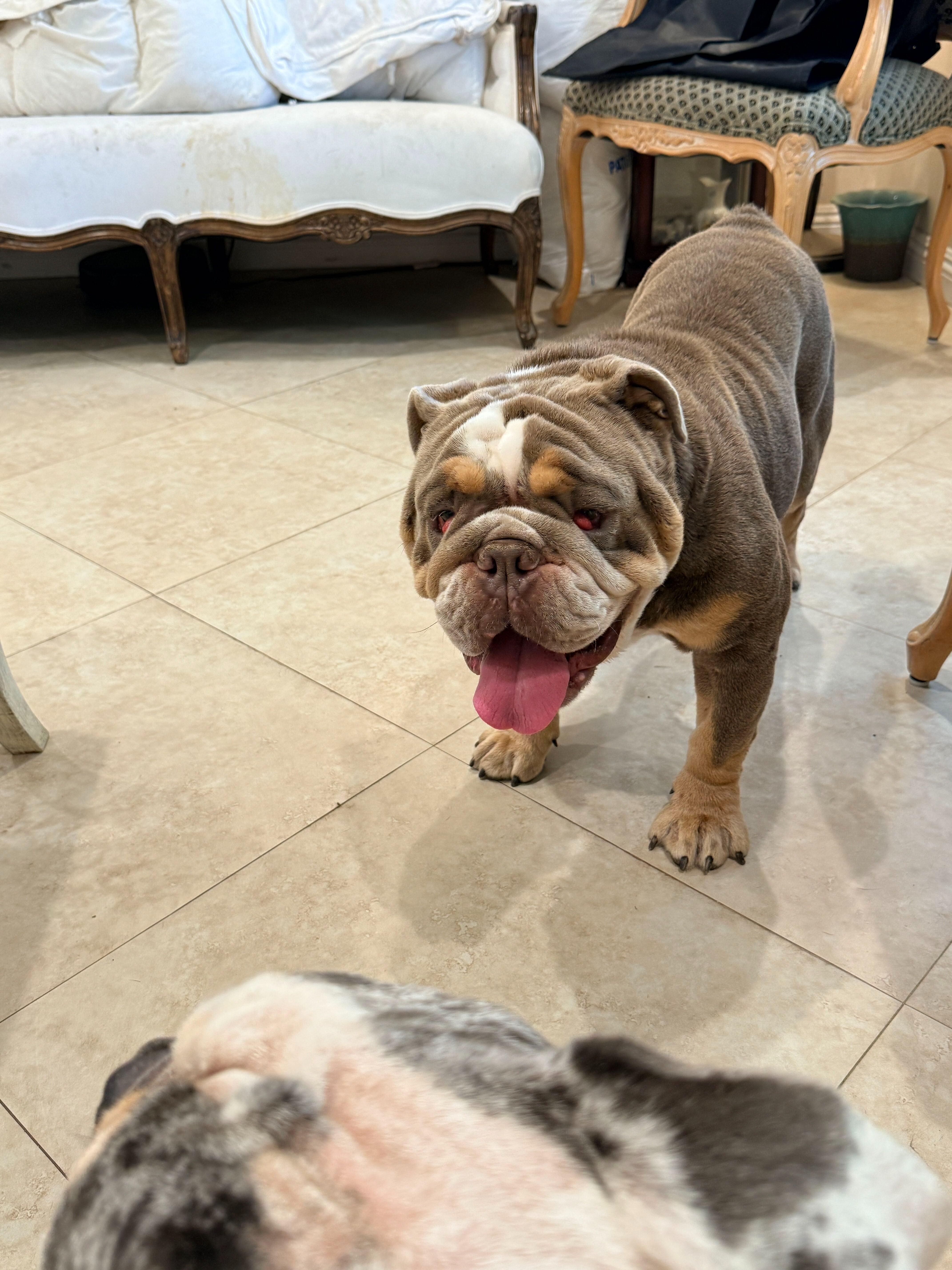 Enlarge Doug, a Adopted English Bulldog in San Rafael, CA image 1/2