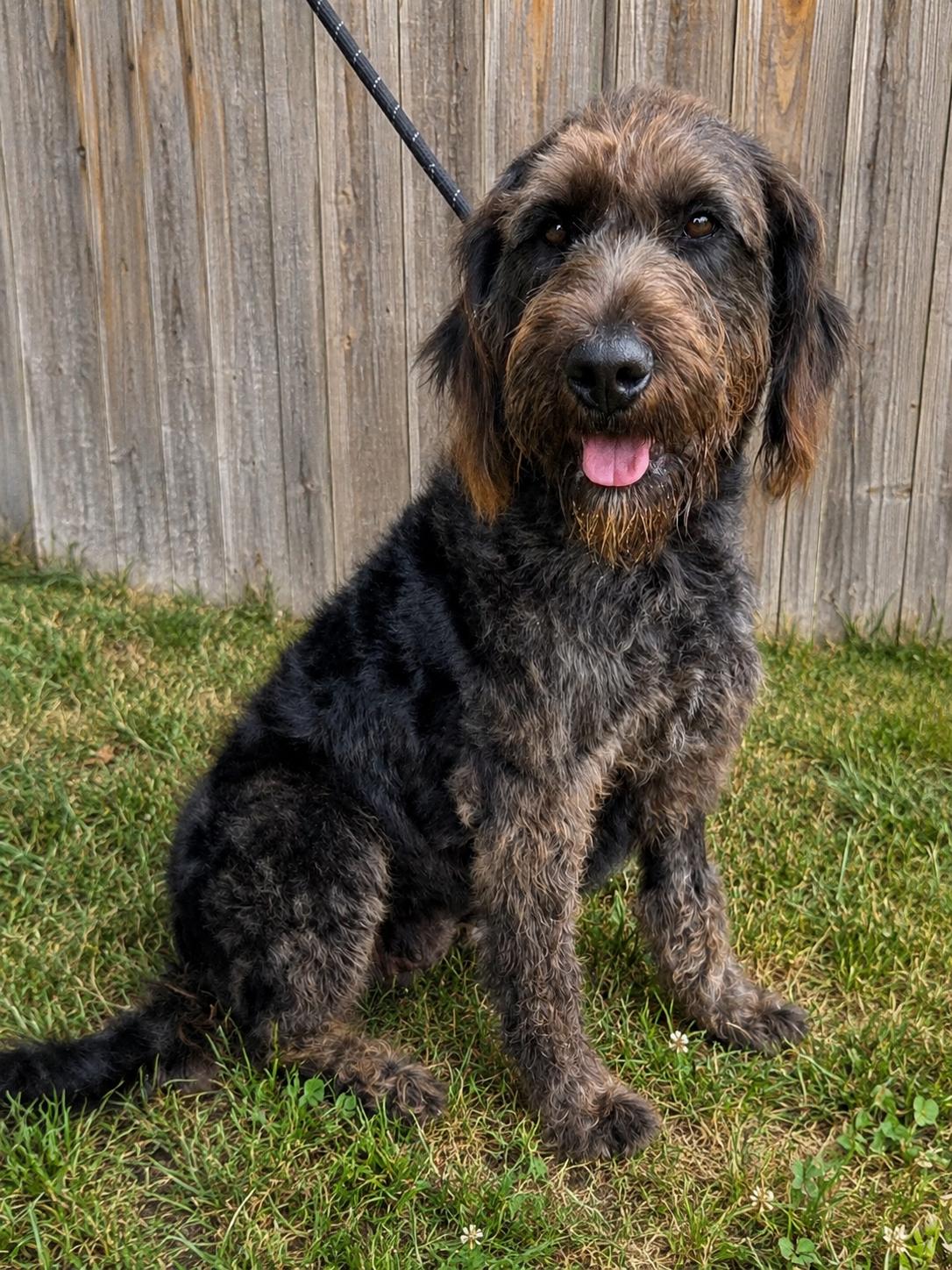 Lola, an adopted mixed breed in Mendham, NJ image 1/3