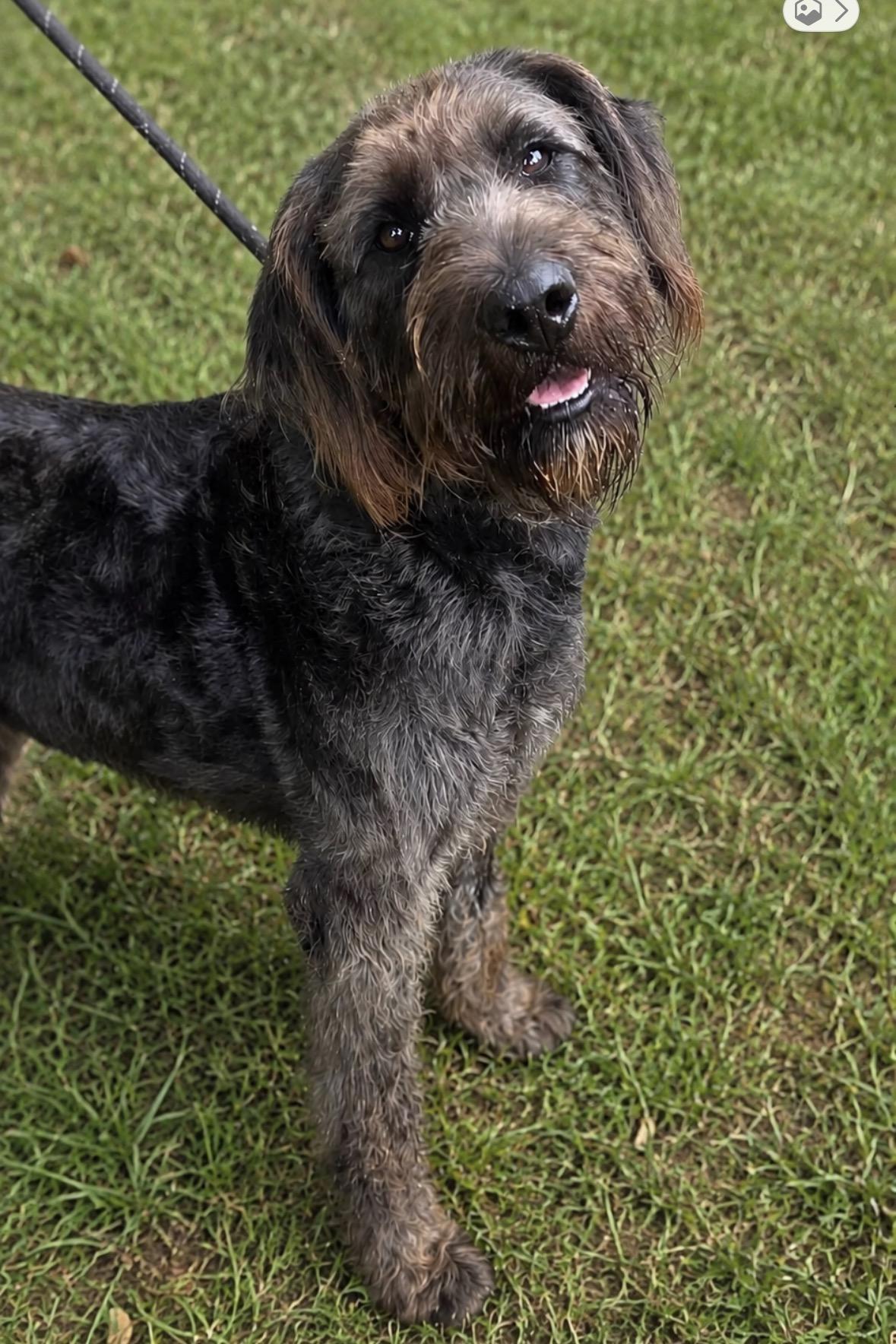 Lola, an adopted mixed breed in Mendham, NJ image 2/3