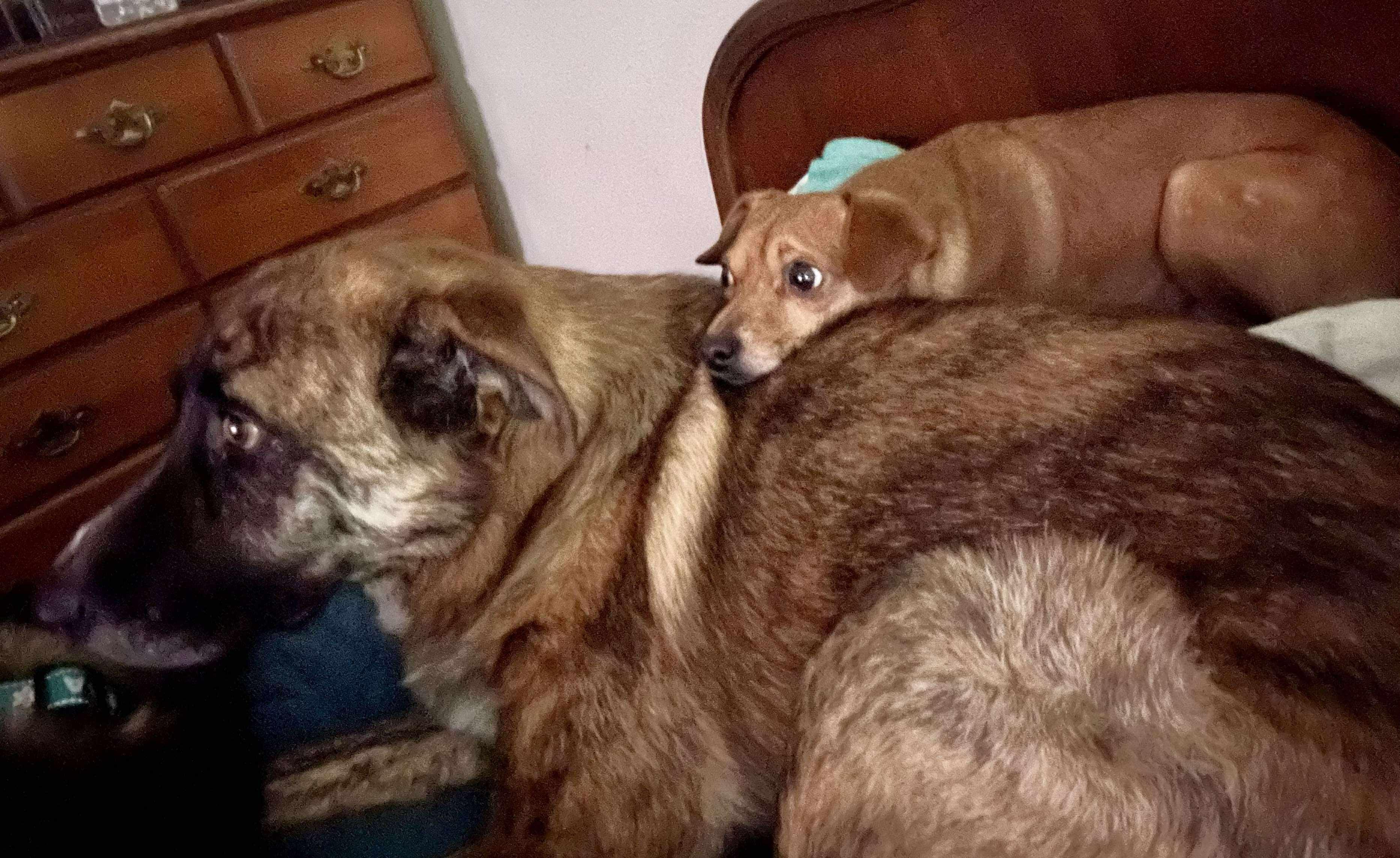 Enlarge Brock , a Adoptable mixed breed in Roseburg, OR image 6/6