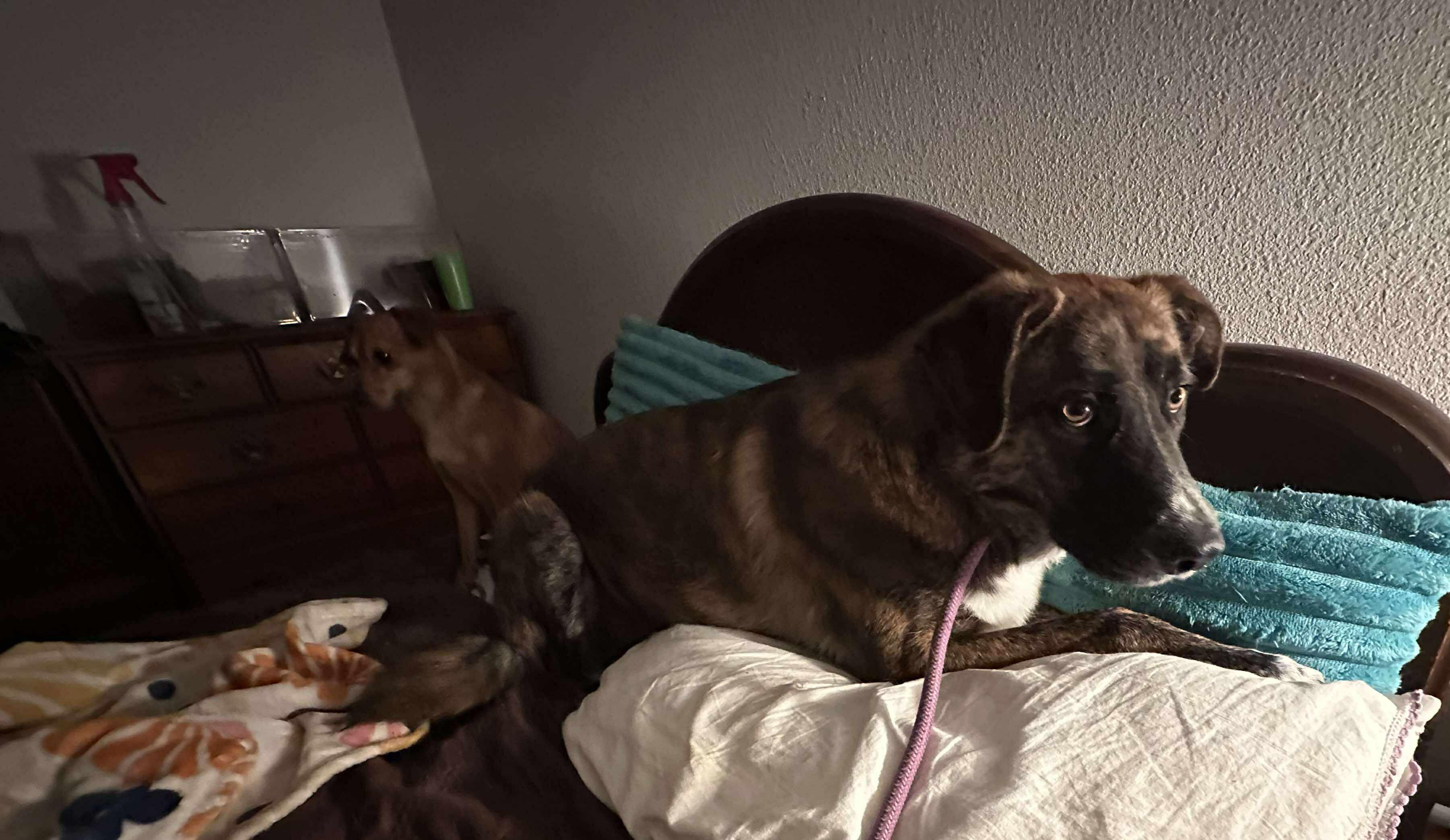 Enlarge Brock , a Adoptable mixed breed in Roseburg, OR image 2/6