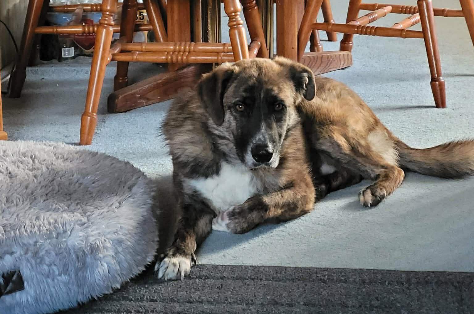 Enlarge Brock , a Adoptable mixed breed in Roseburg, OR image 5/6