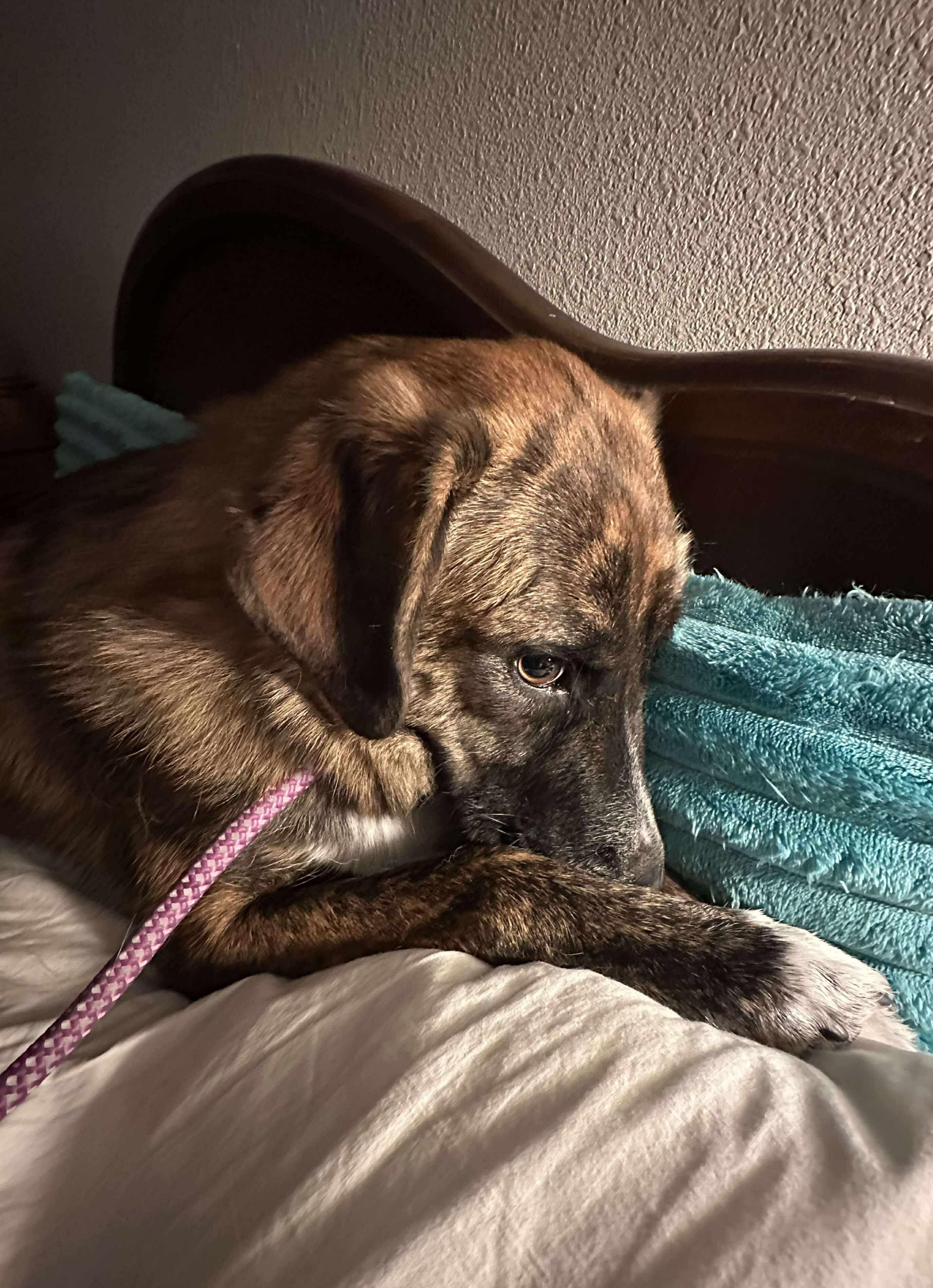 Enlarge Brock , a Adoptable mixed breed in Roseburg, OR image 3/6