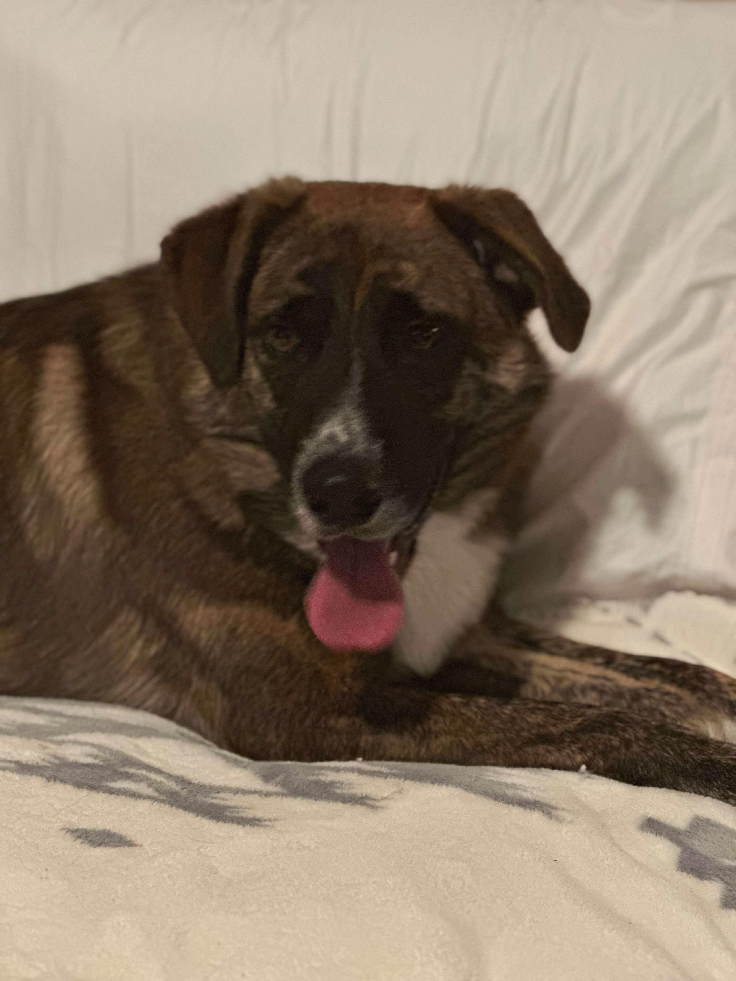 Brock , Adoptable, Young Male Australian Shepherd.