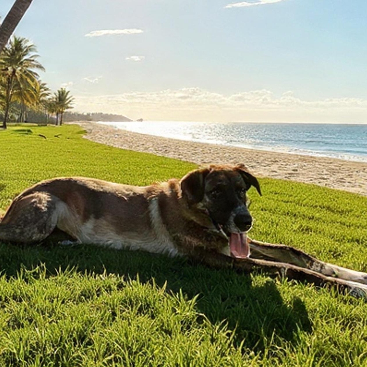 Brock , Adoptable, Young Male Australian Shepherd.
