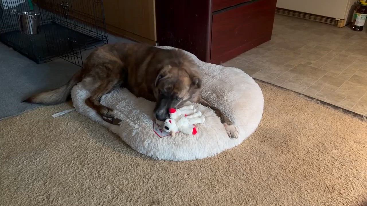 Enlarge Brock , a Adoptable mixed breed in Roseburg, OR video 3/6