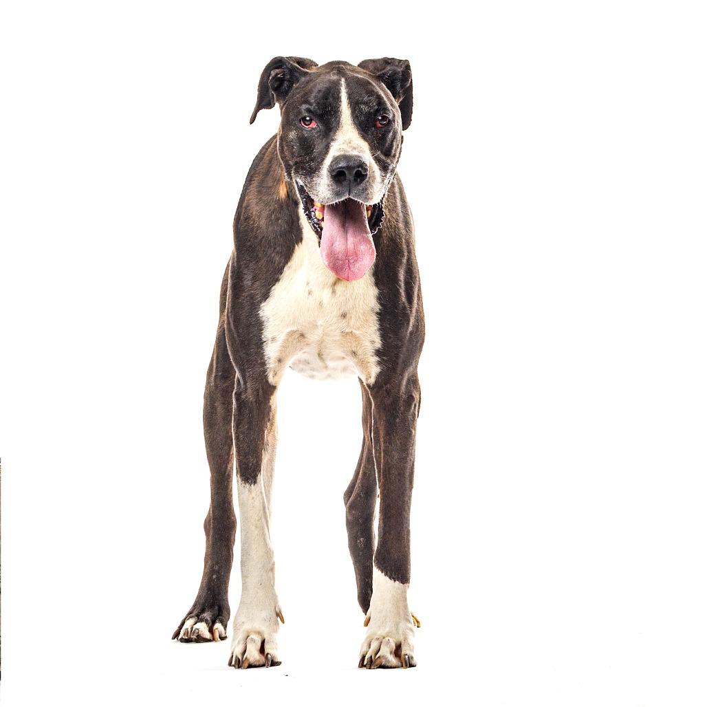 Dino, a Adoptable Great Dane in Reno, NV image 1/5