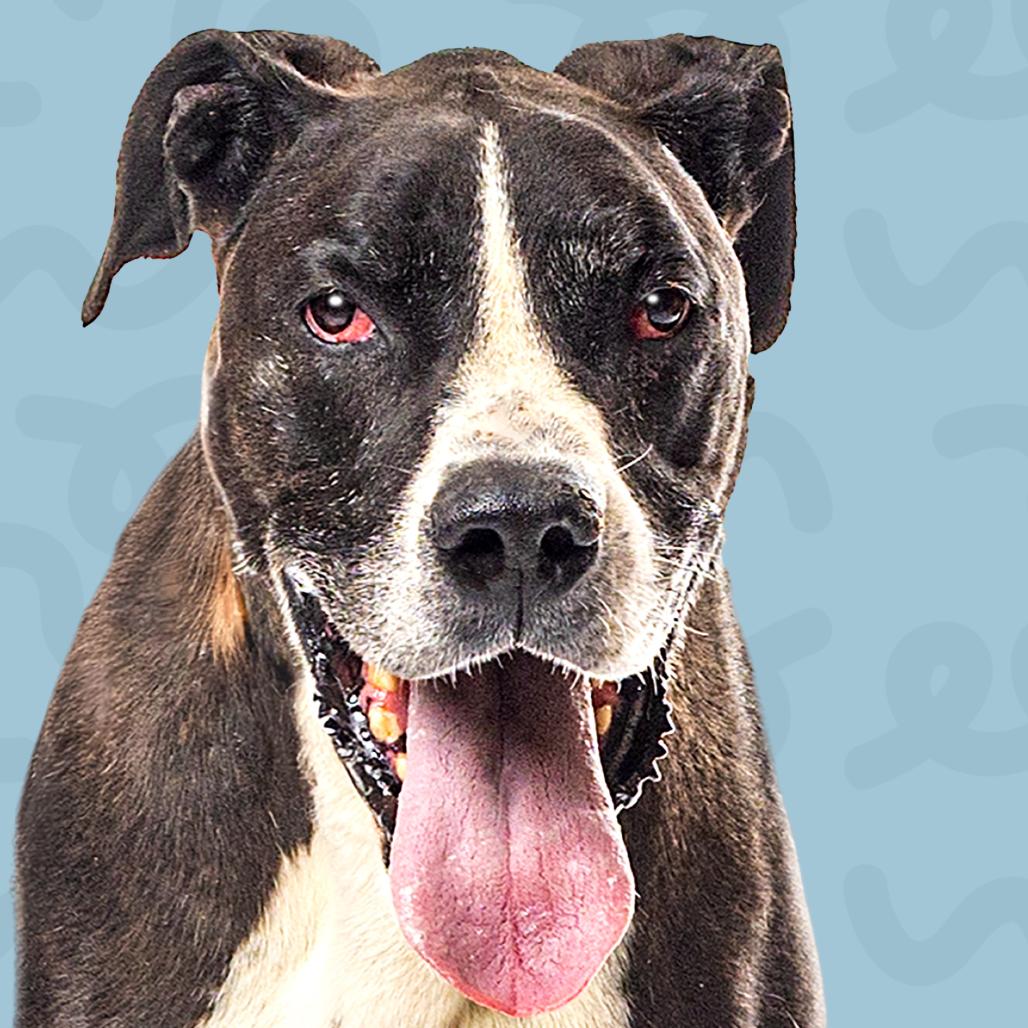 Dino, a Adoptable Great Dane in Reno, NV image 2/5