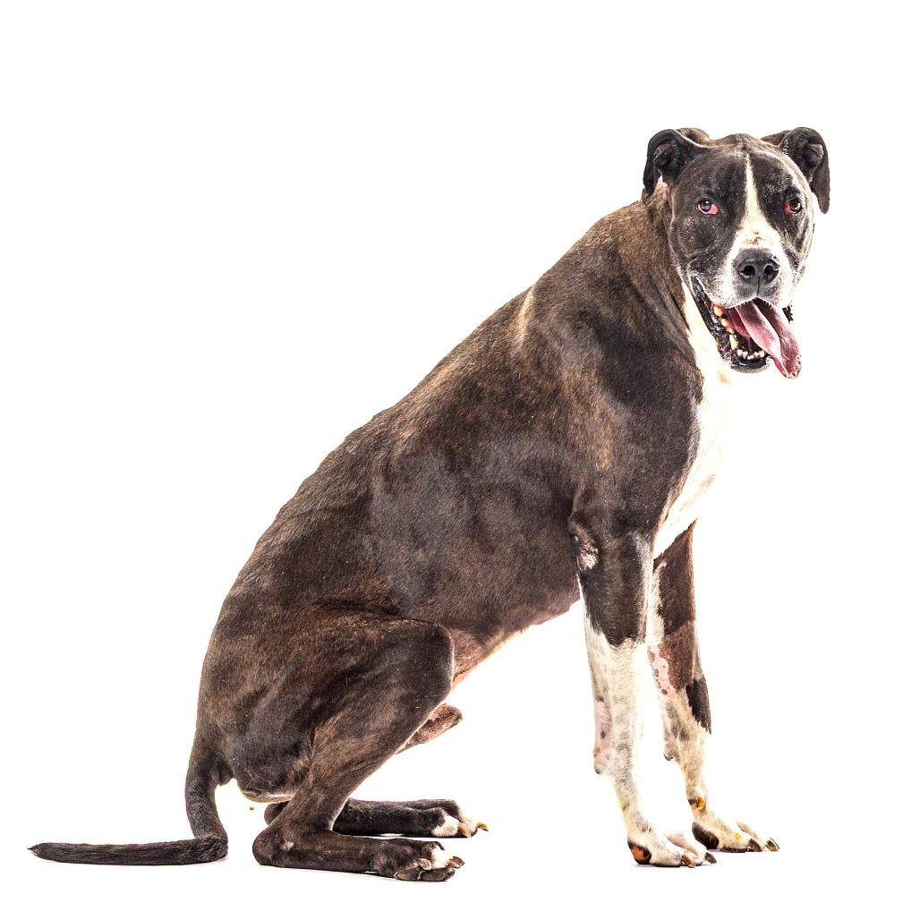 Dino, a Adoptable Great Dane in Reno, NV image 3/5