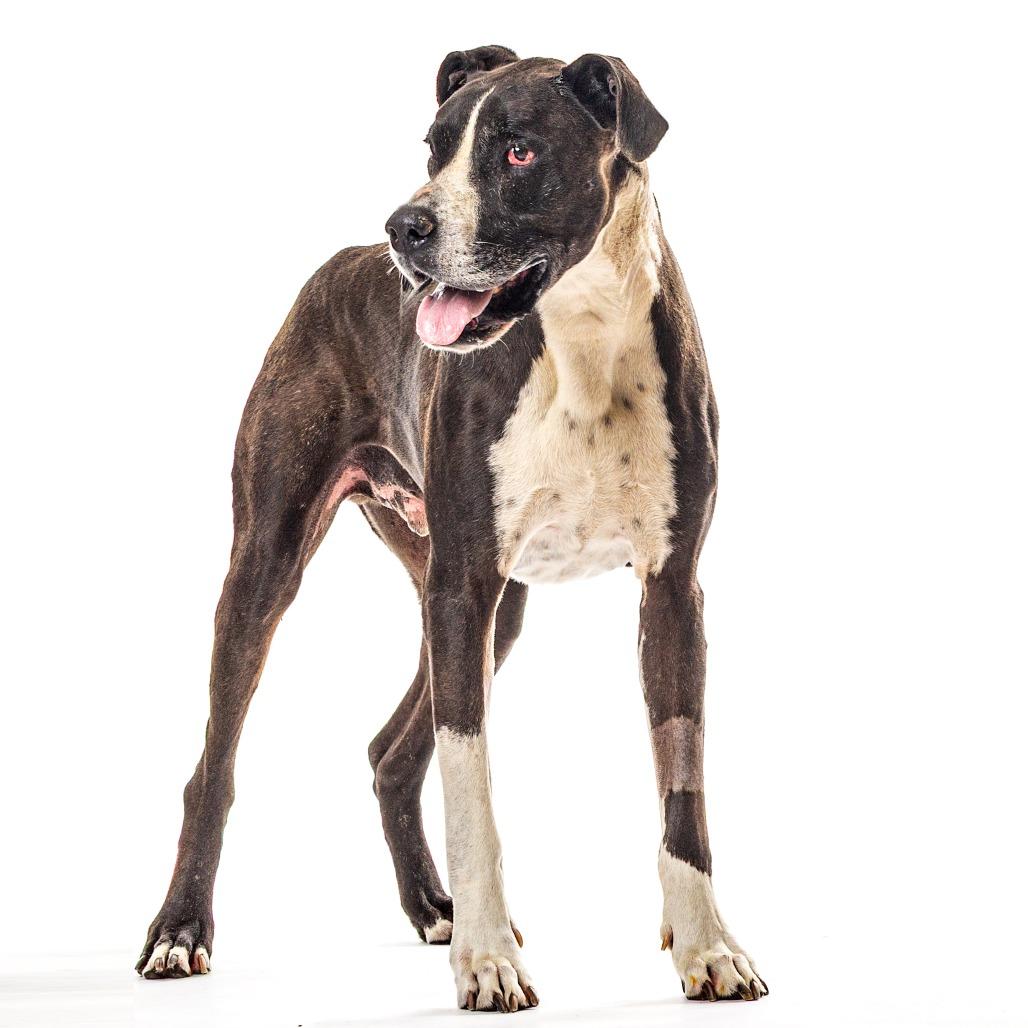 Dino, a Adoptable Great Dane in Reno, NV image 4/5