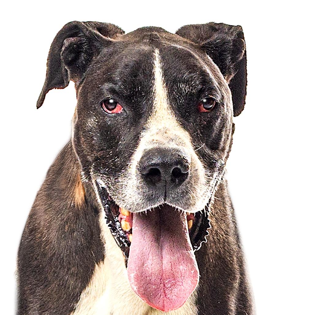 Dino, a Adoptable Great Dane in Reno, NV image 5/5