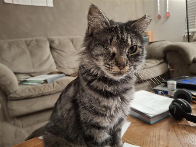 NEBULA, Adoptable, Young Female Domestic Short Hair.