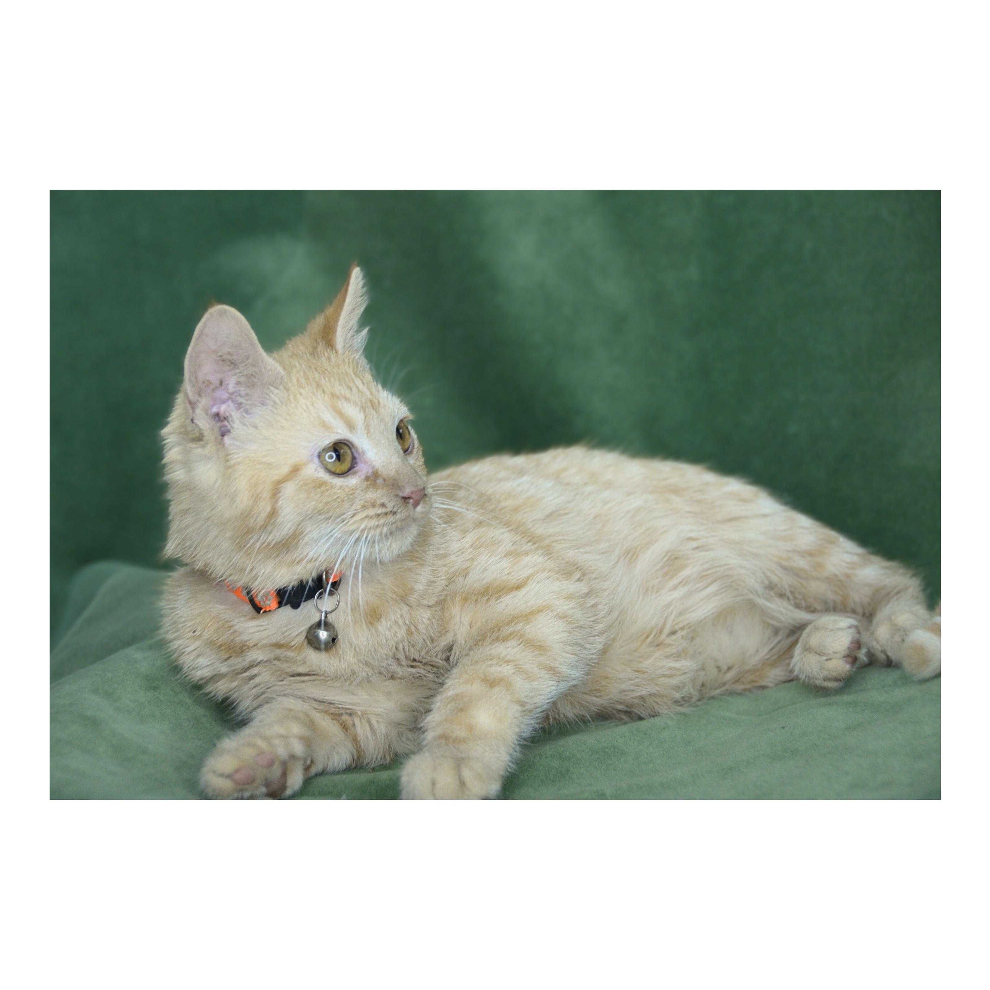 Raja, Adoptable, Young Male American Shorthair.