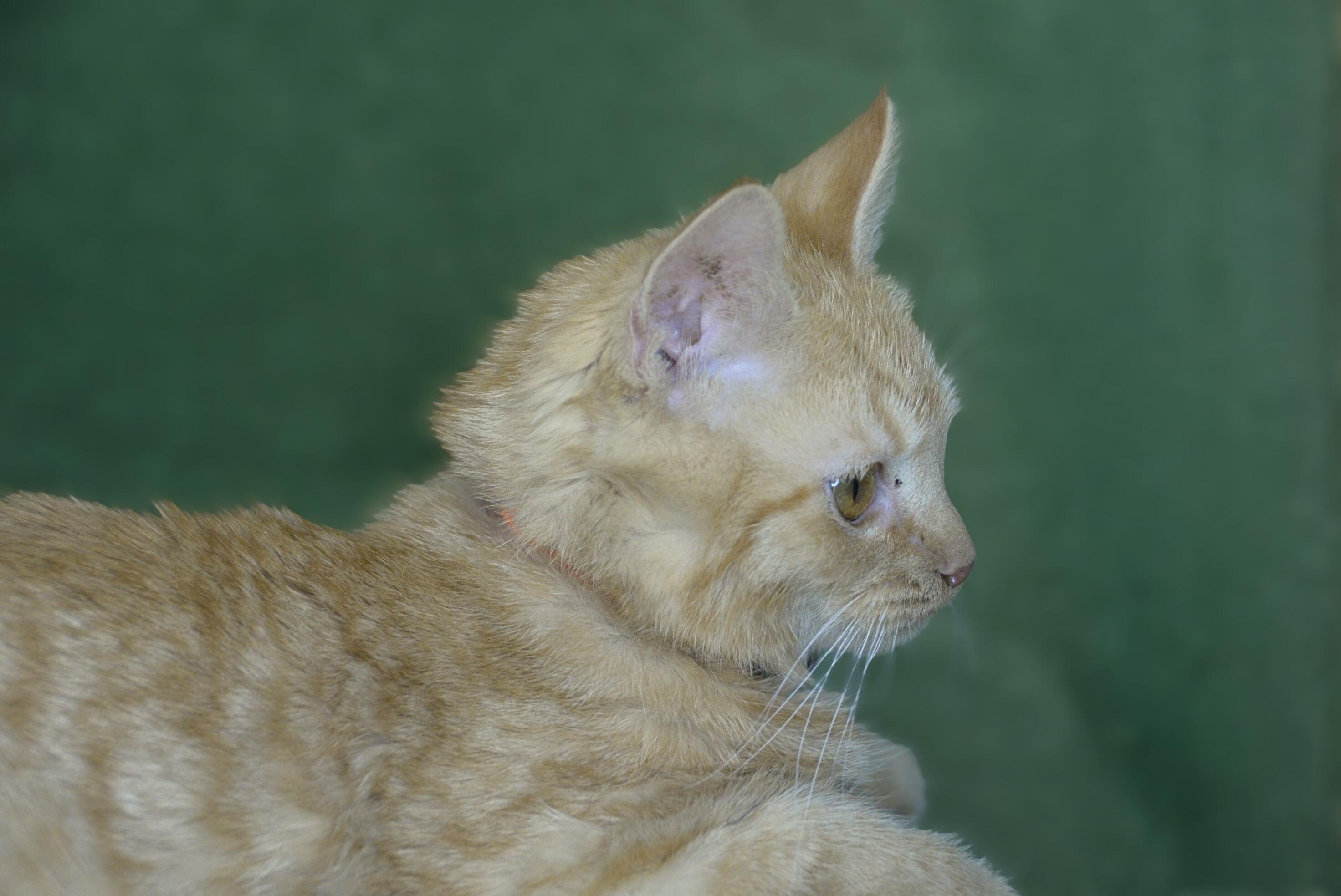 Enlarge Raja, a Adoptable American Shorthair in Frederick, MD image 4/5