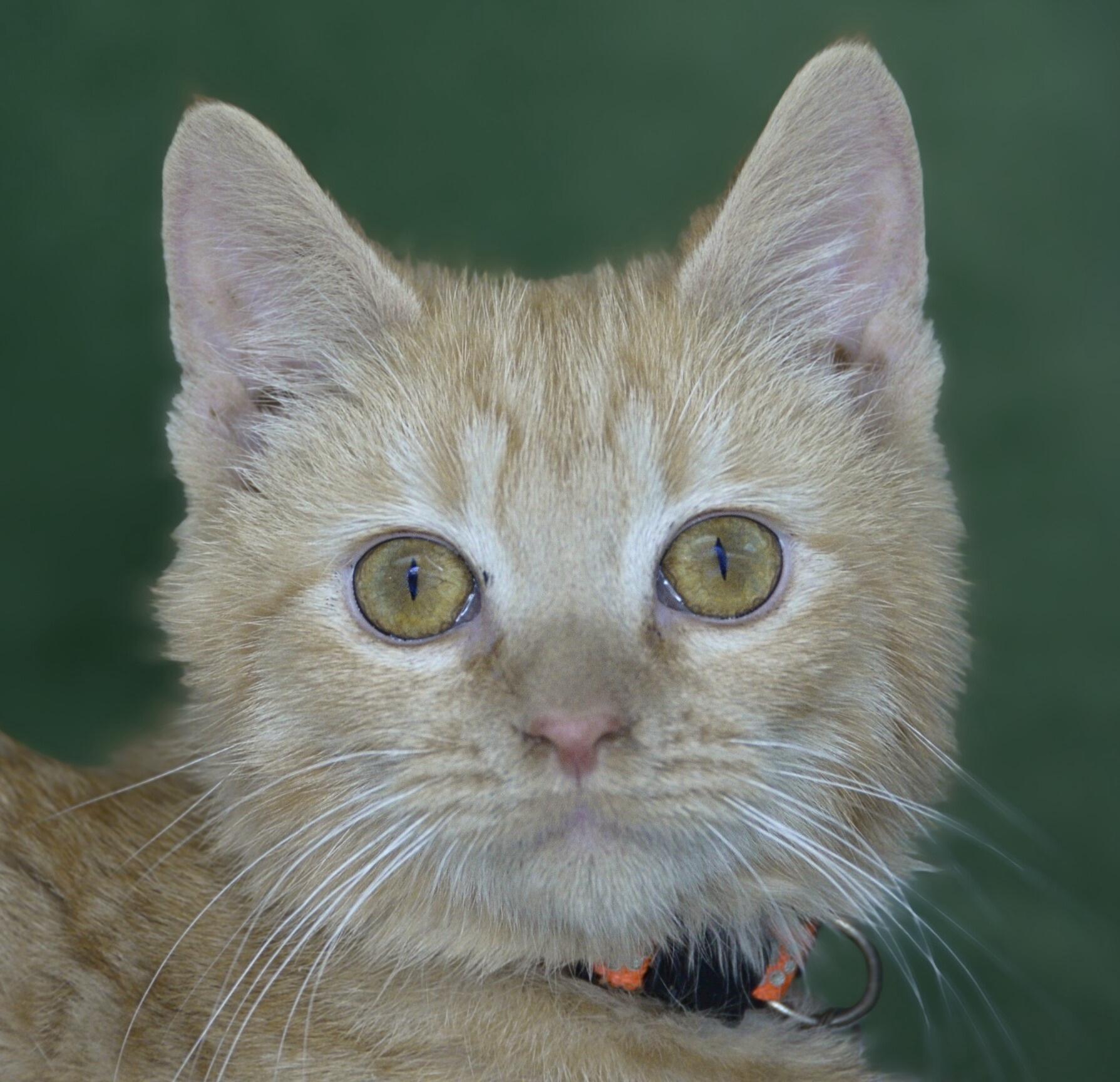 Enlarge Raja, a Adoptable American Shorthair in Frederick, MD image 2/5