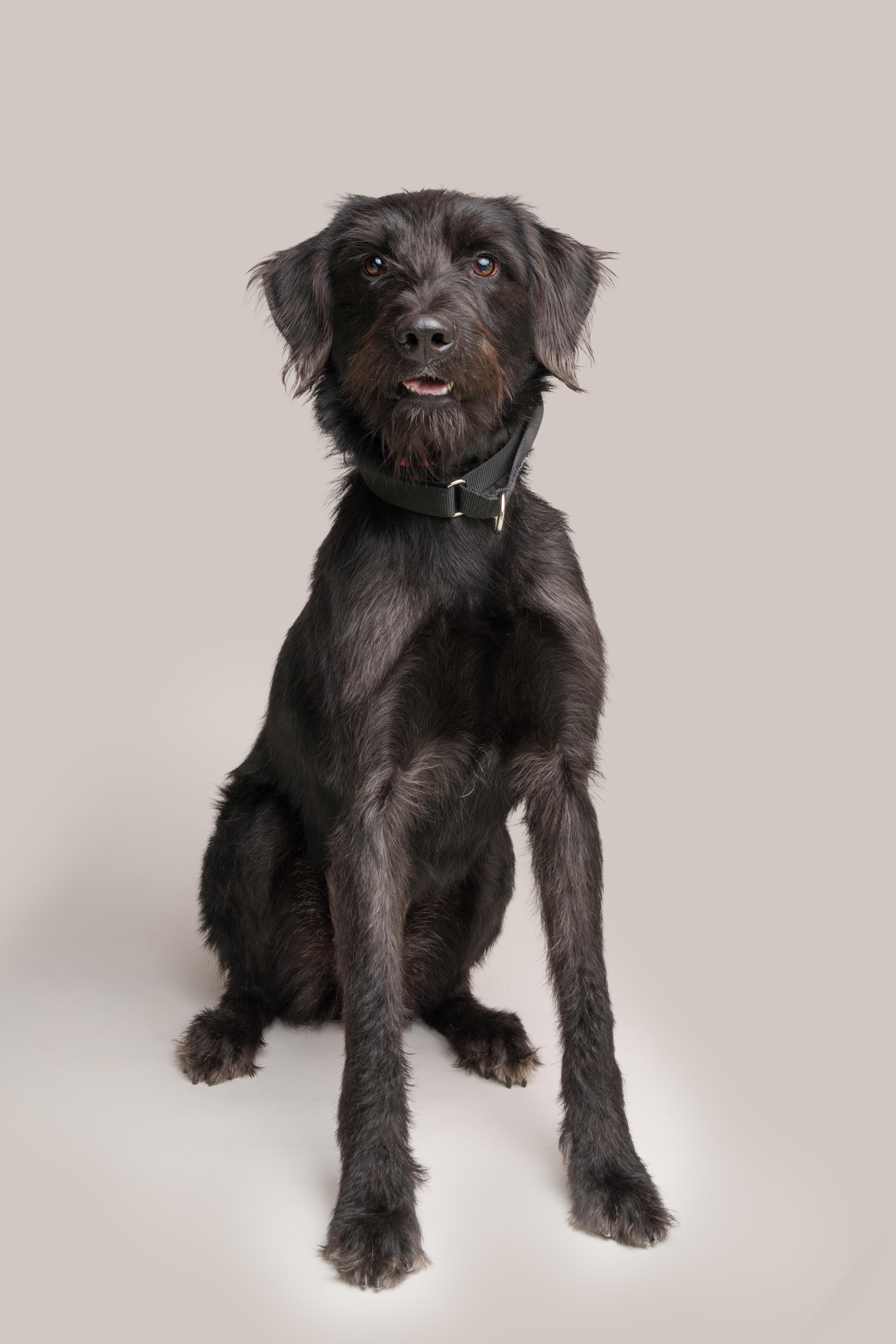 Enlarge Chloe, an adoptable mixed breed in Southold, NY image 1/1