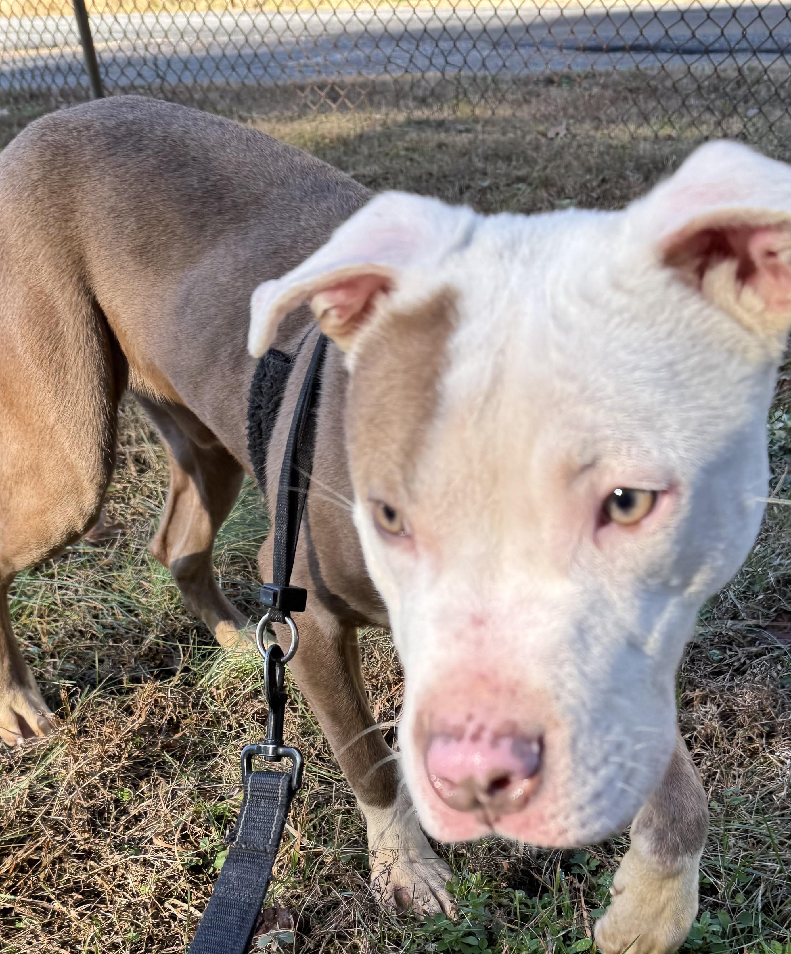 Enlarge Jeremy, a Adoptable Pit Bull Terrier in Charles City, VA image 1/3