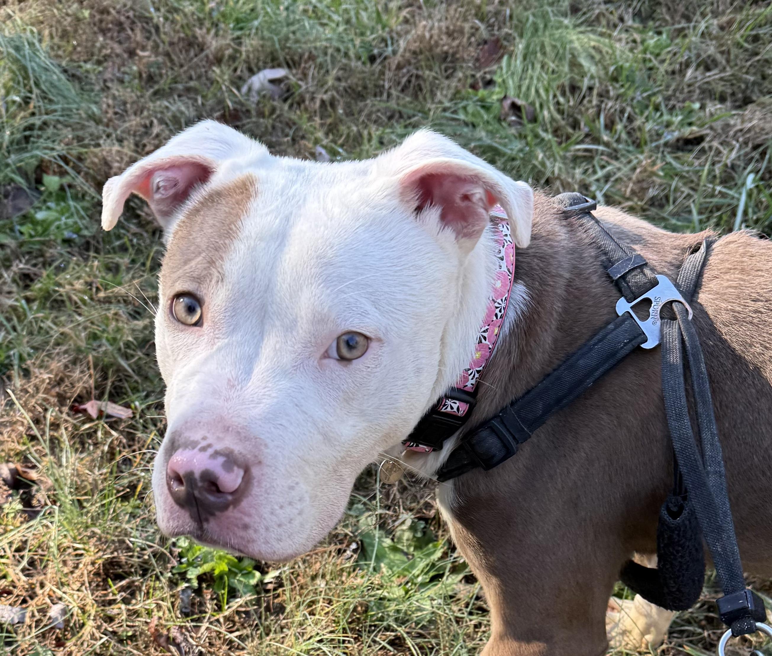Enlarge Jeremy, a Adoptable Pit Bull Terrier in Charles City, VA image 2/3