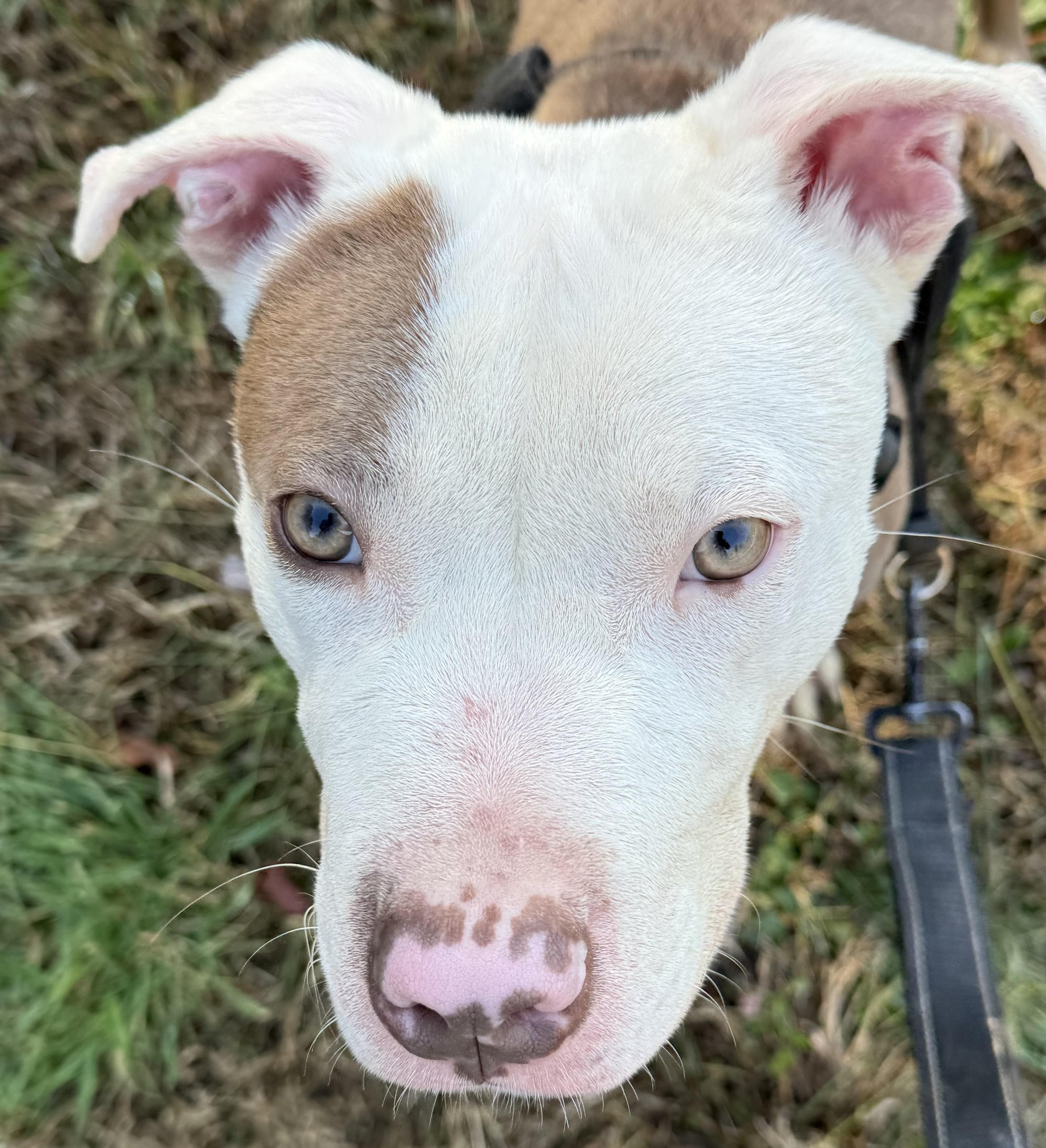 Enlarge Jeremy, a Adoptable Pit Bull Terrier in Charles City, VA image 3/3