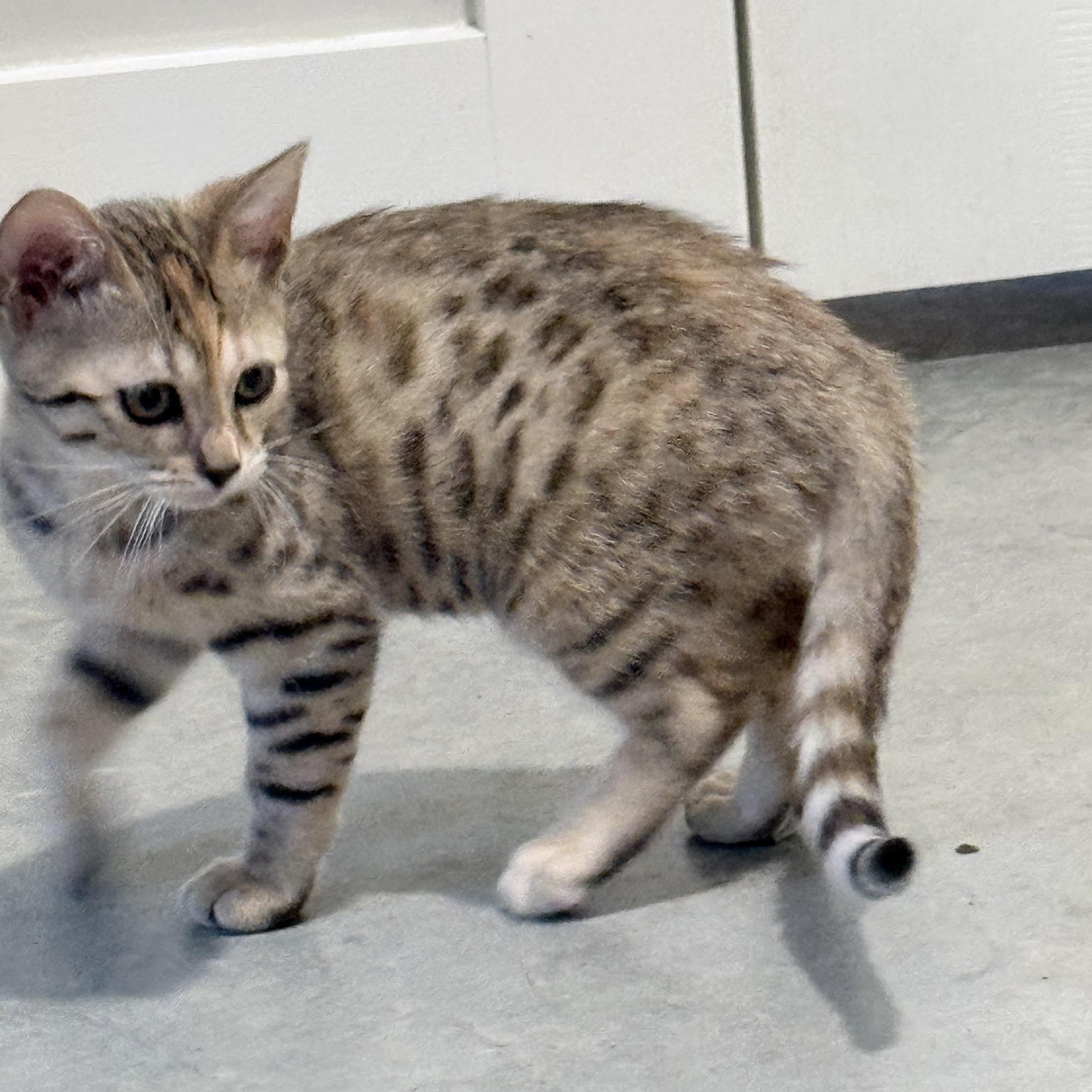 Enlarge Cayenne, a Adoptable Bengal in Stormville, NY image 2/3