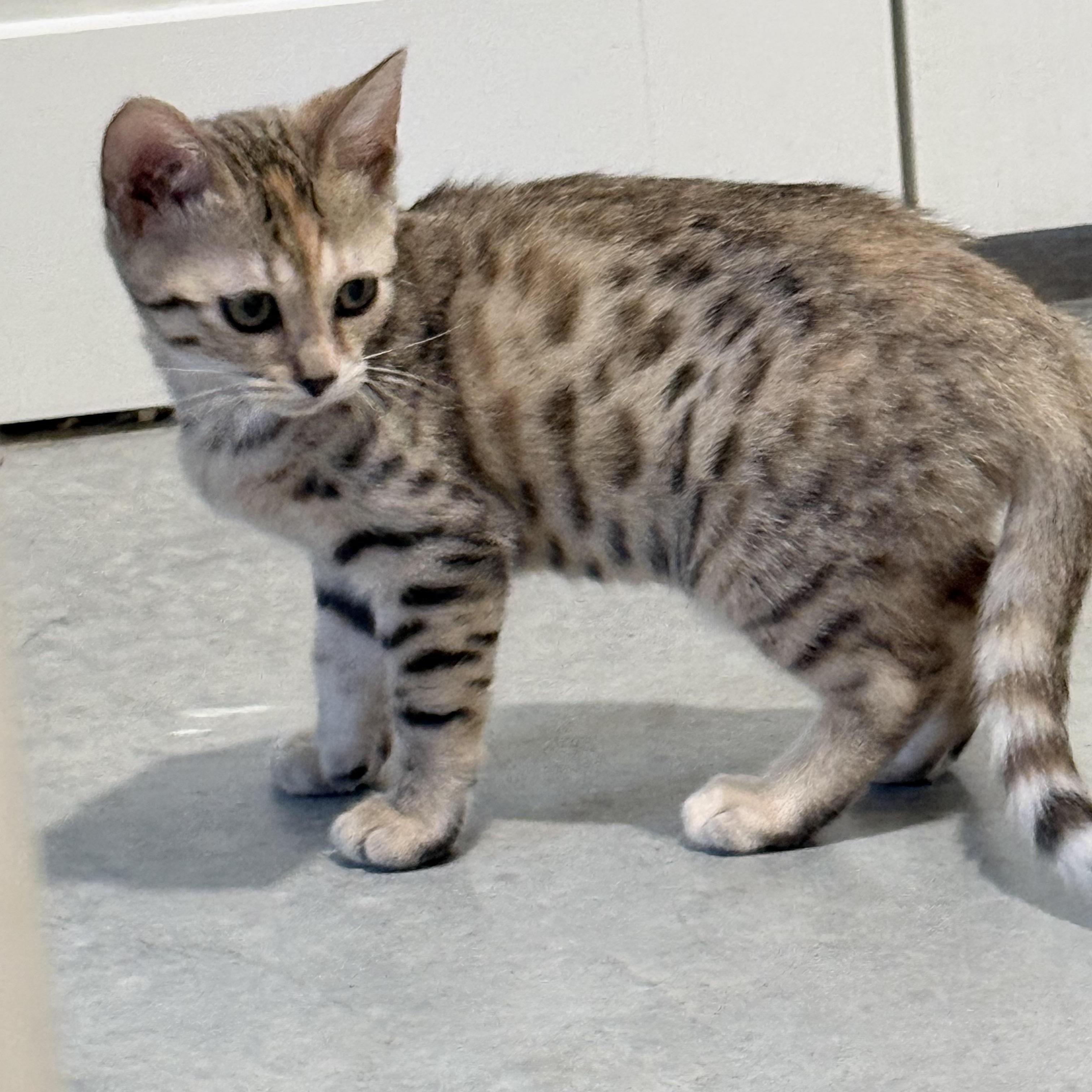 Enlarge Cayenne, a Adoptable Bengal in Stormville, NY image 1/3
