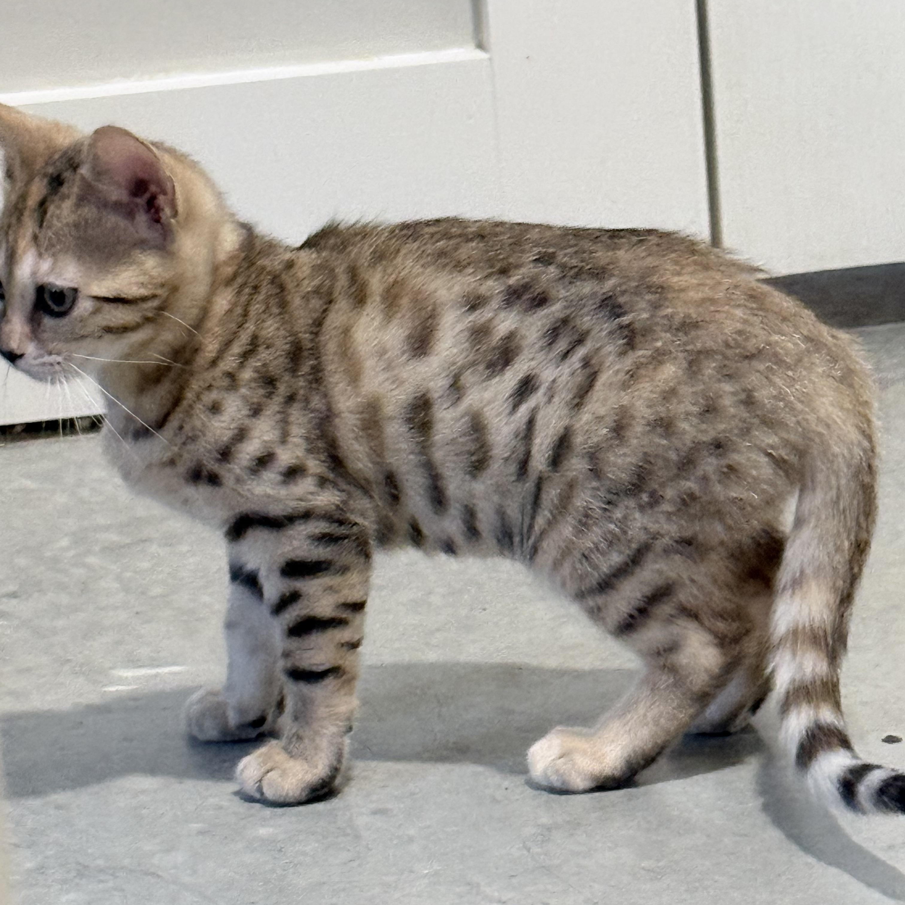 Enlarge Cayenne, a Adoptable Bengal in Stormville, NY image 3/3