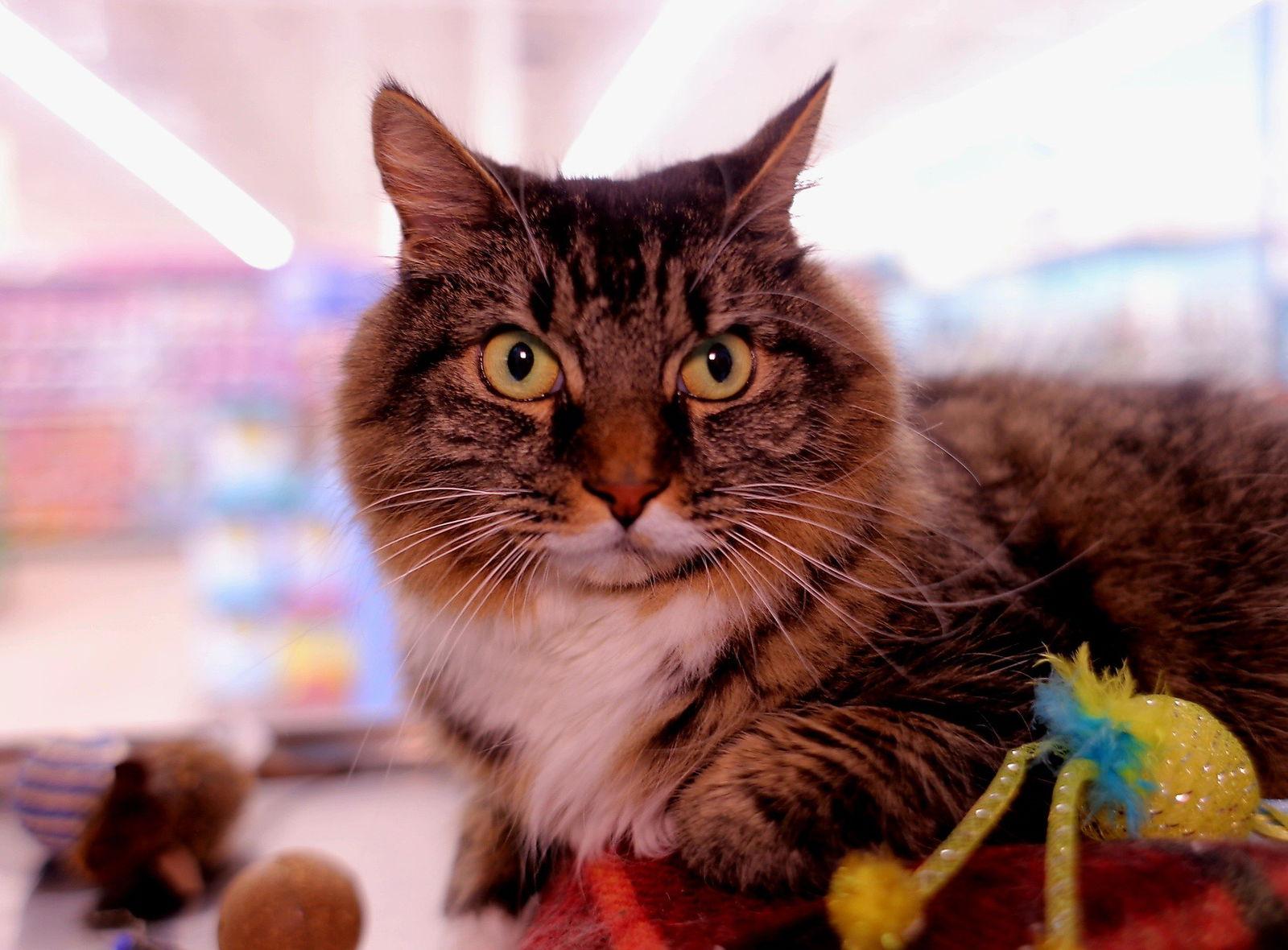 Daisy, Adoptable, Adult Female Domestic Long Hair.