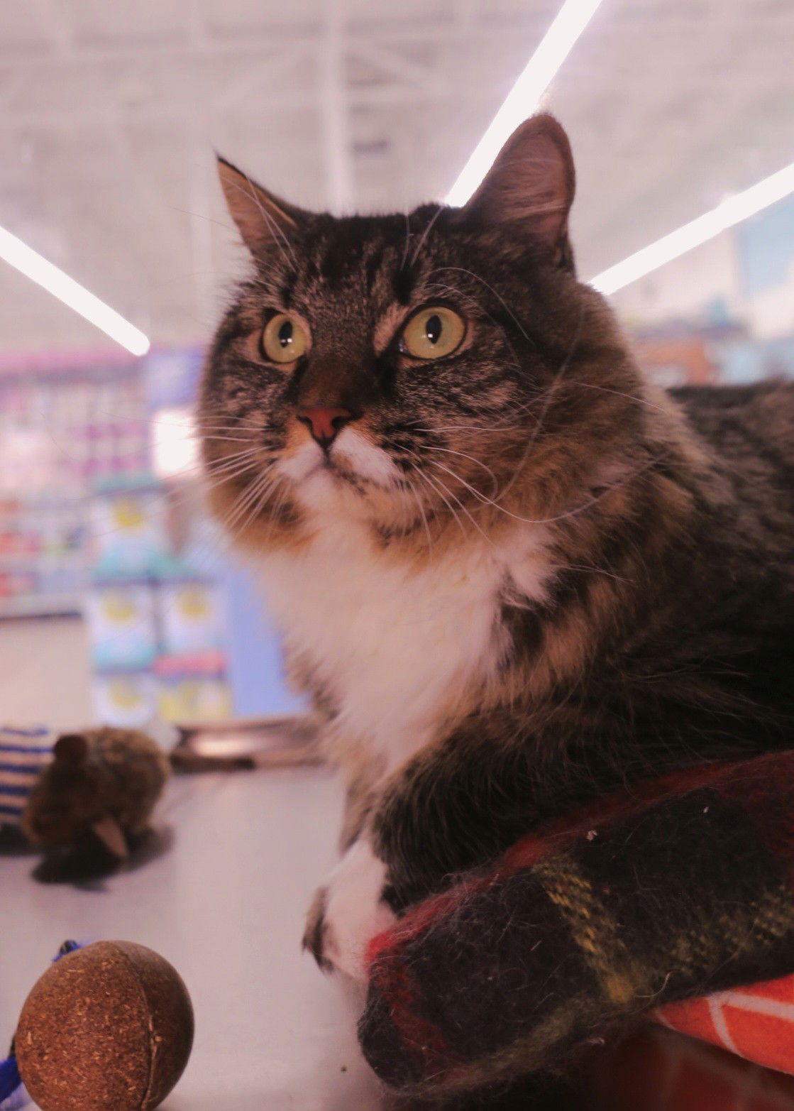 Enlarge Daisy, a Adoptable Domestic Long Hair in Salem, MA image 2/2