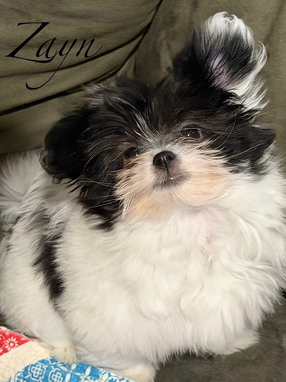 Zayn, Adopted, Puppy Male Pomeranian & Shih Tzu.