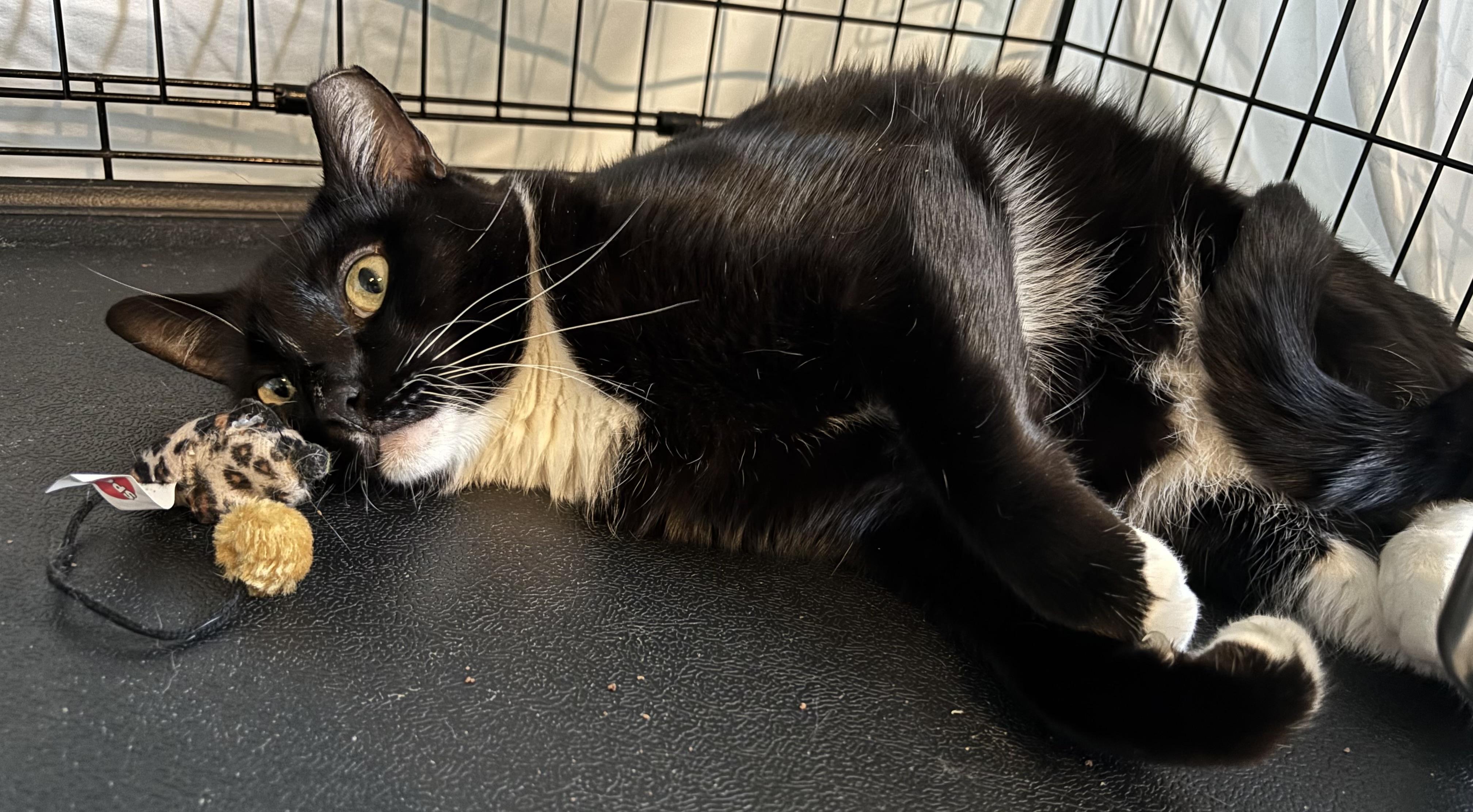 Enlarge Avery, a Adoptable Domestic Short Hair in Closter, NJ image 3/6