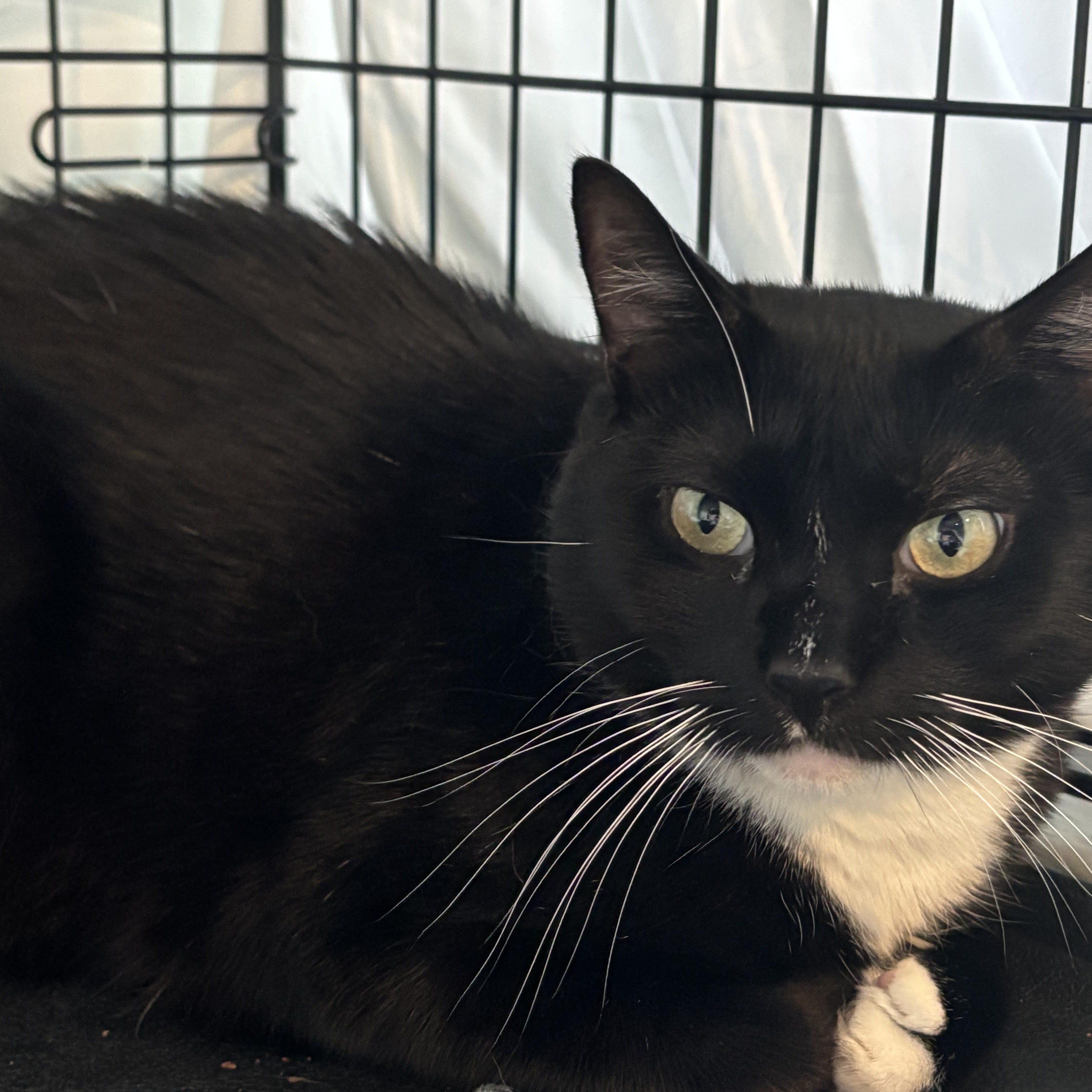 Enlarge Avery, a Adoptable Domestic Short Hair in Closter, NJ image 4/6