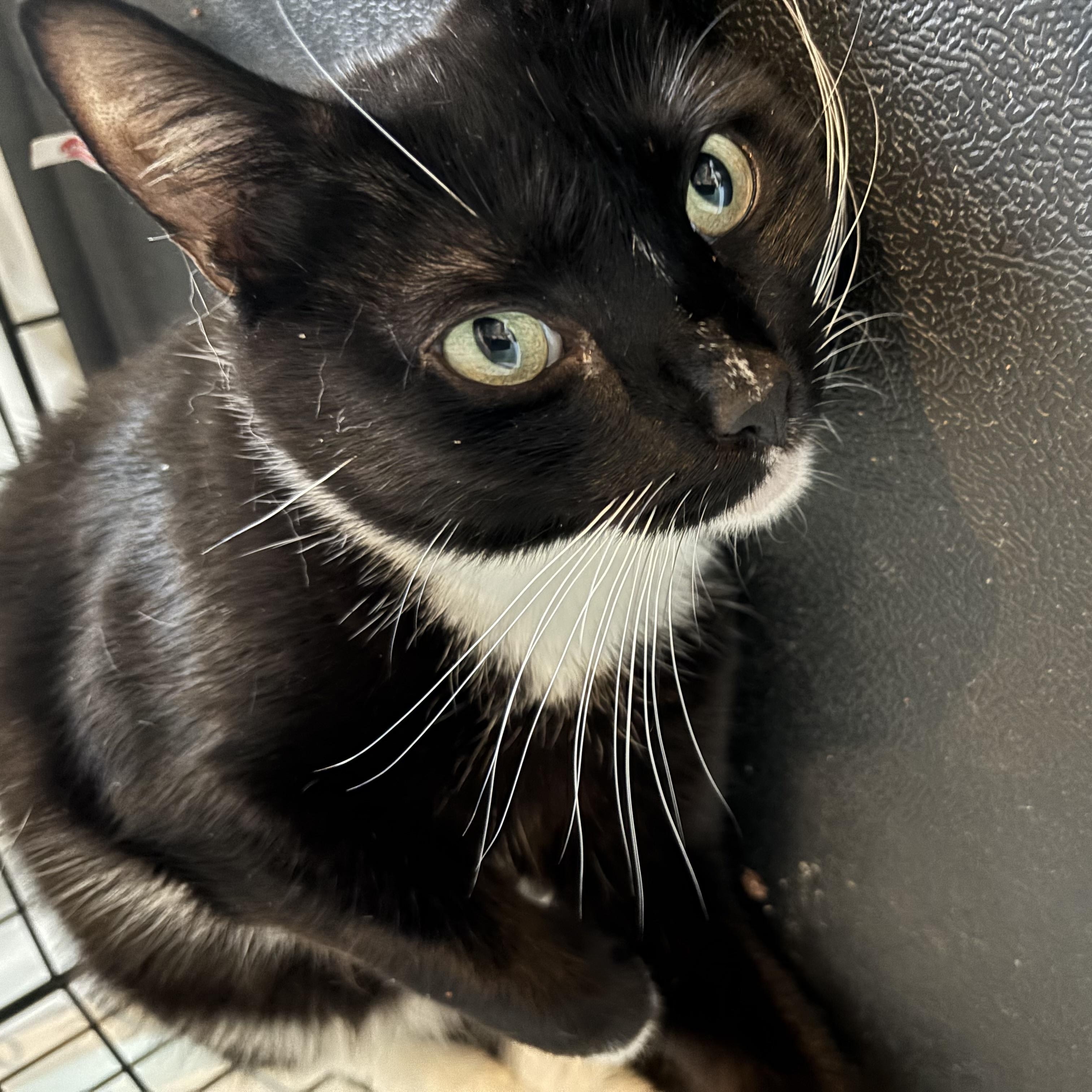 Enlarge Avery, a Adoptable Domestic Short Hair in Closter, NJ image 6/6