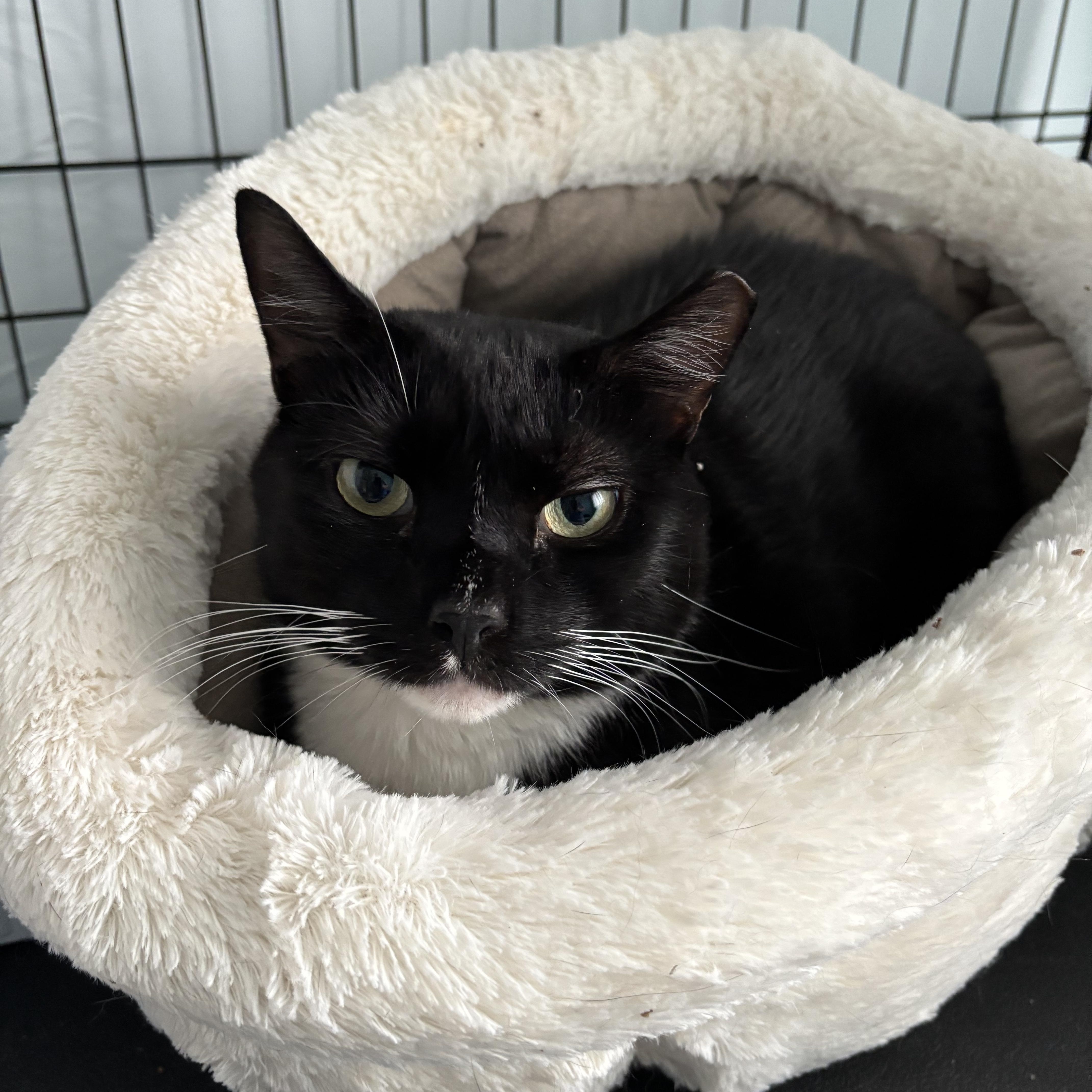 Avery, Adoptable, Adult Male Domestic Short Hair.